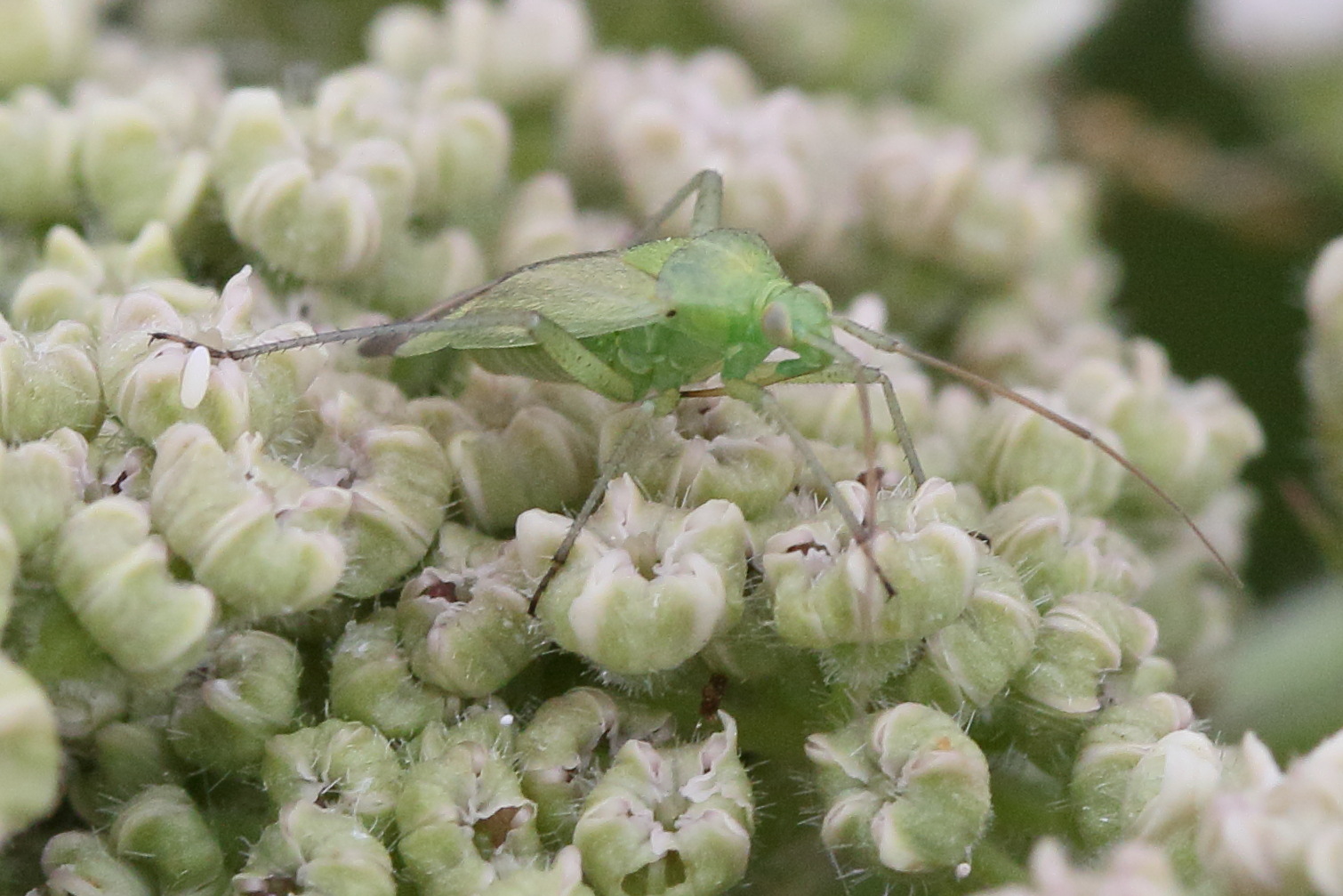 closterotomus_norwegicus2md