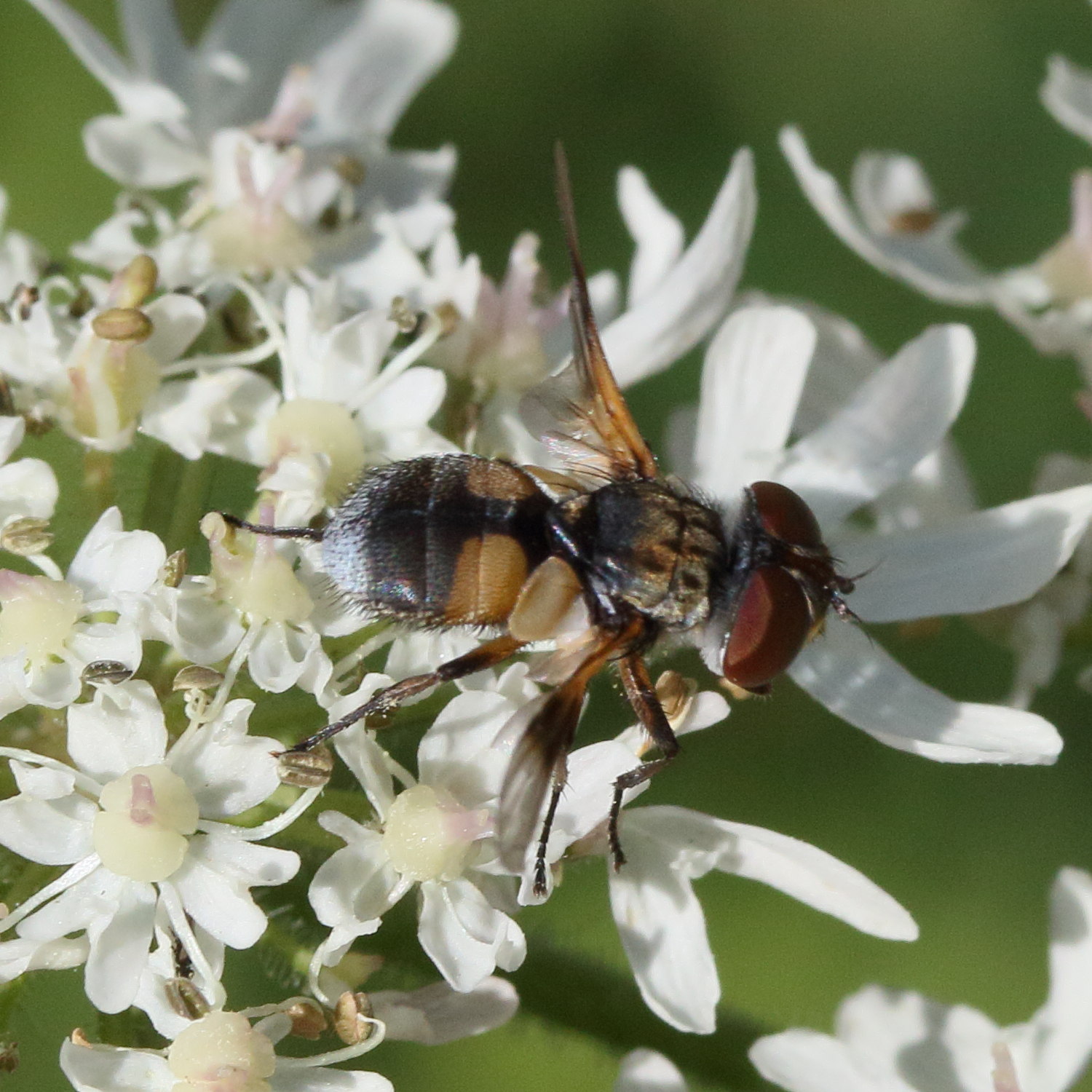 ectophasia_crassipennis7md