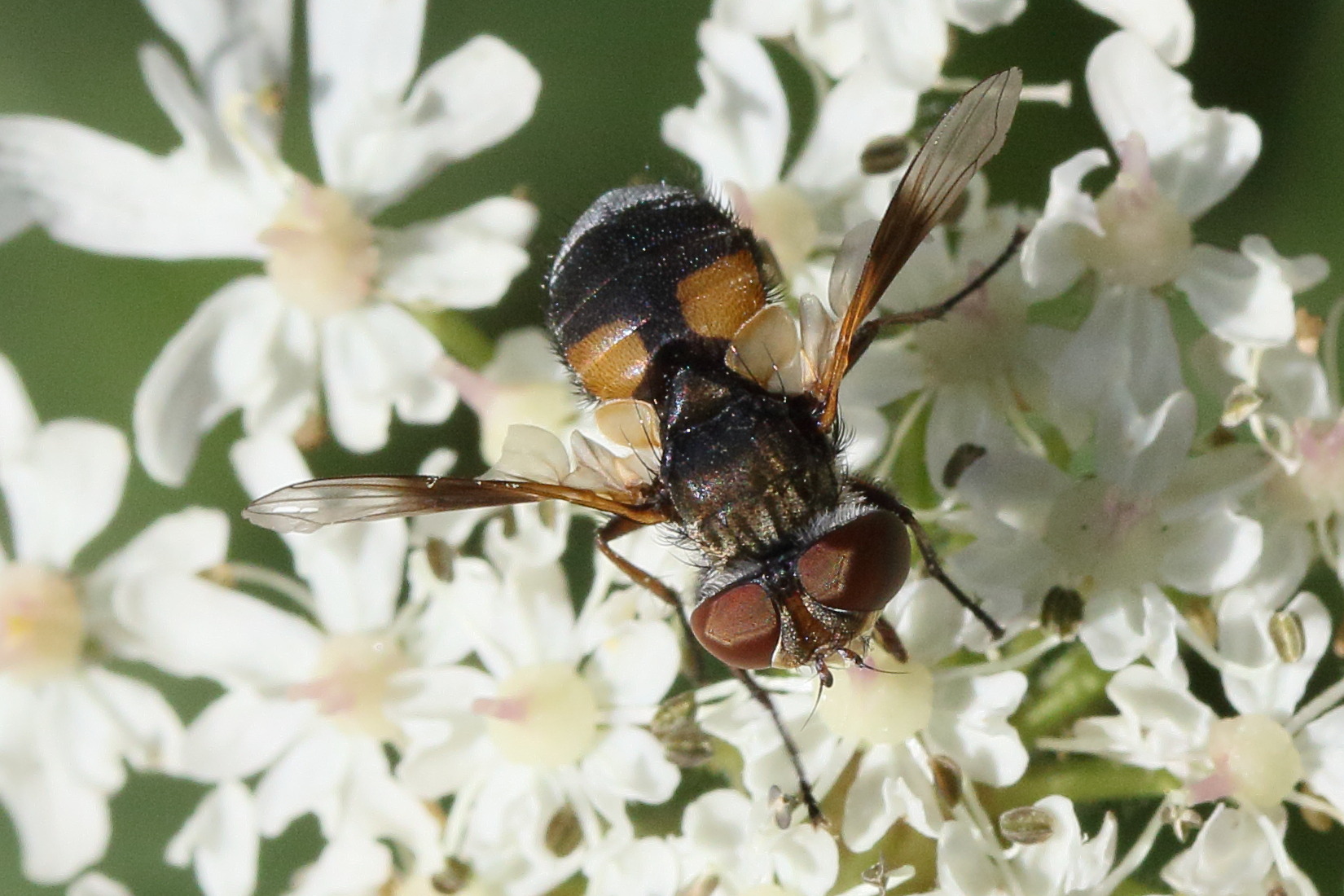 ectophasia_crassipennis8md