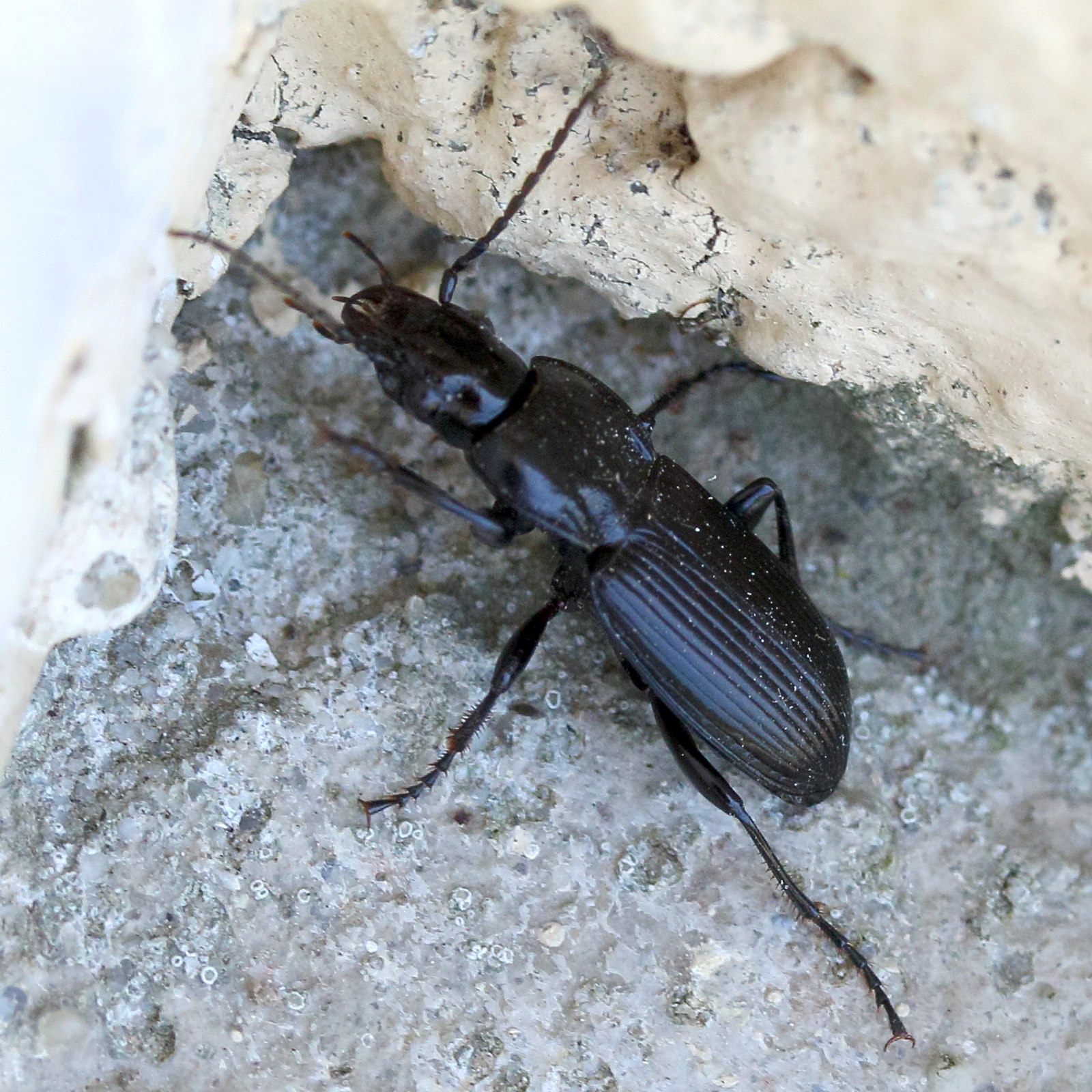 Afficher le média pterostichus_melanarius1md pterostichus_melanarius1md
