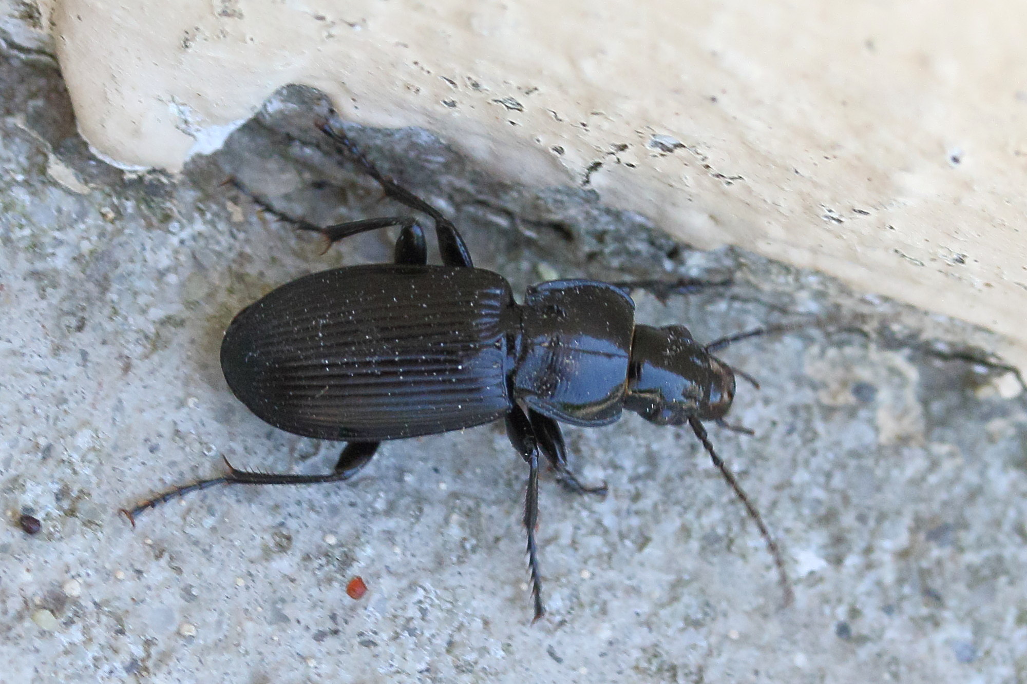 Afficher le média pterostichus_melanarius2md pterostichus_melanarius2md