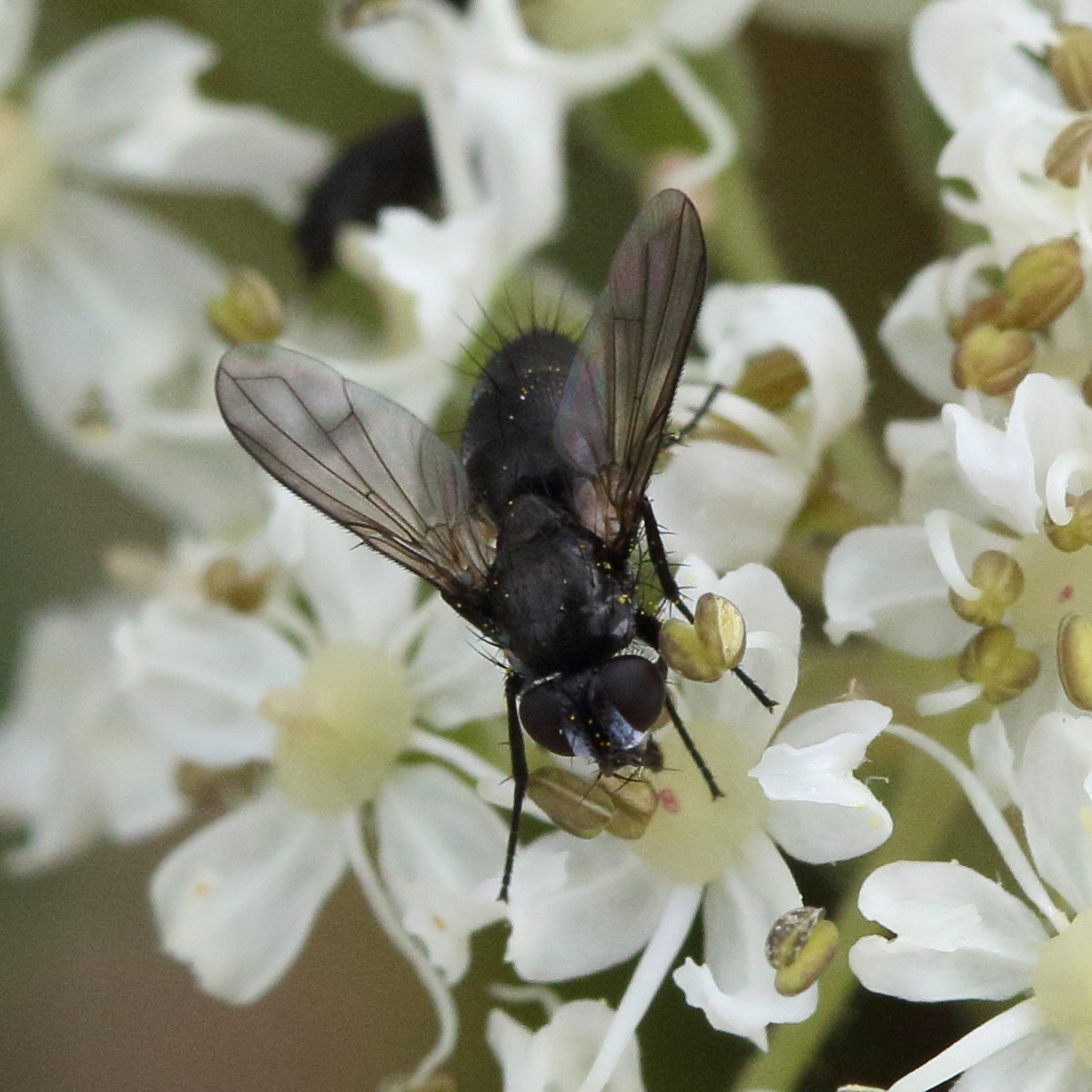 rhinophora_lepida3md