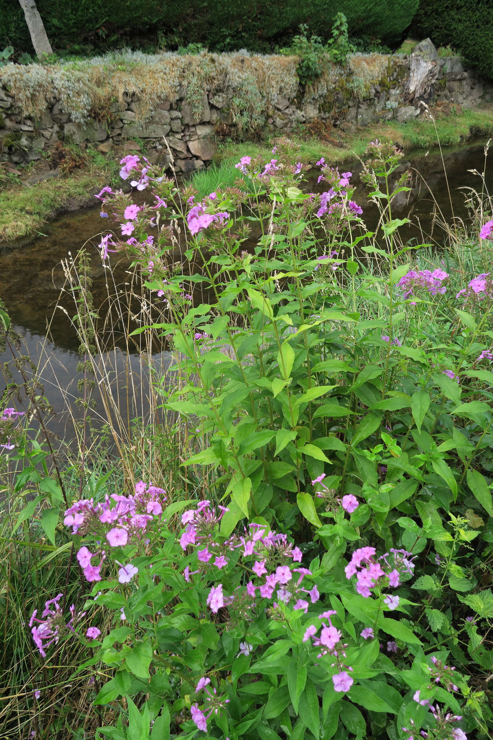 phlox_maculata1md