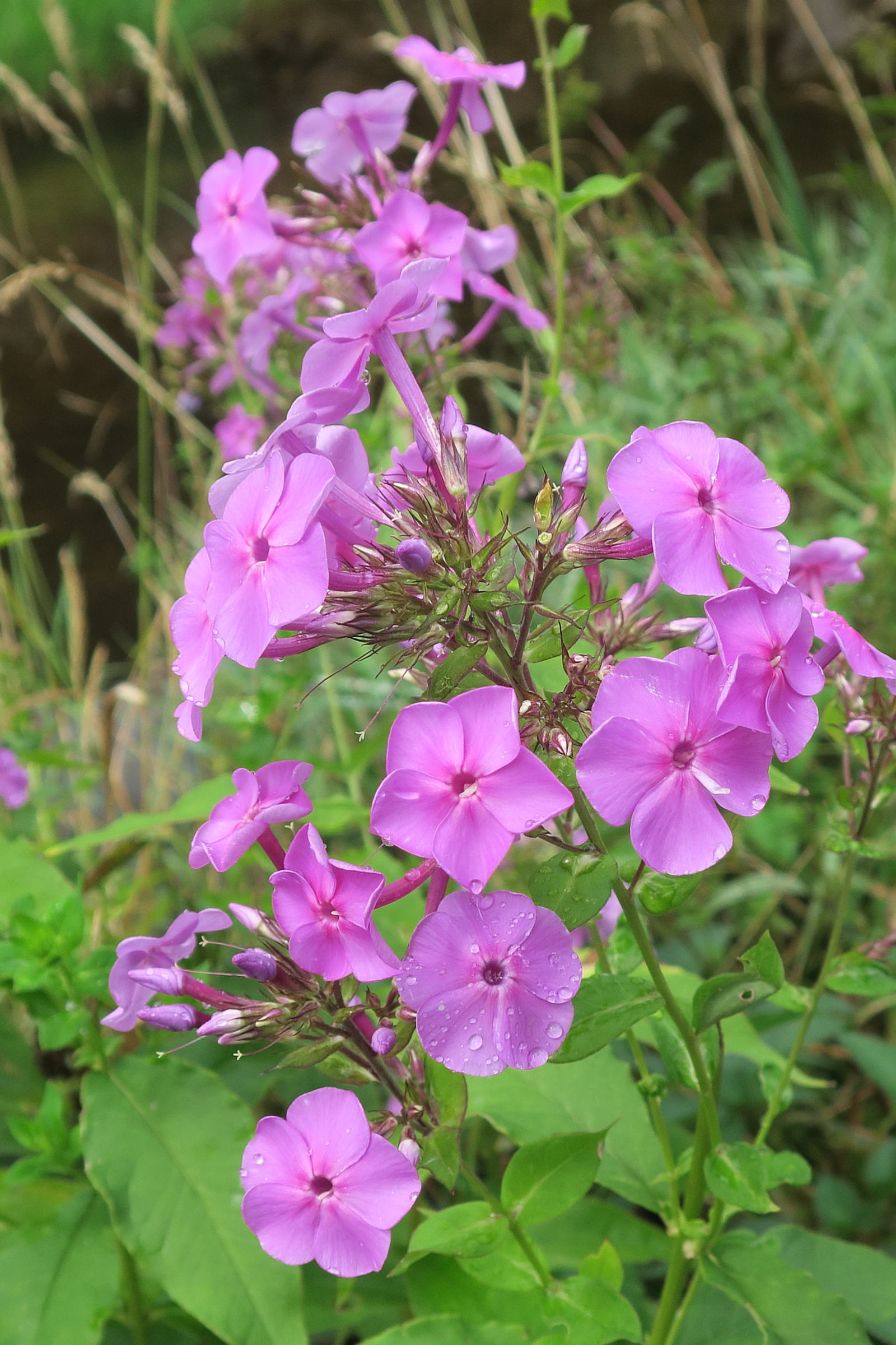 phlox_maculata2md