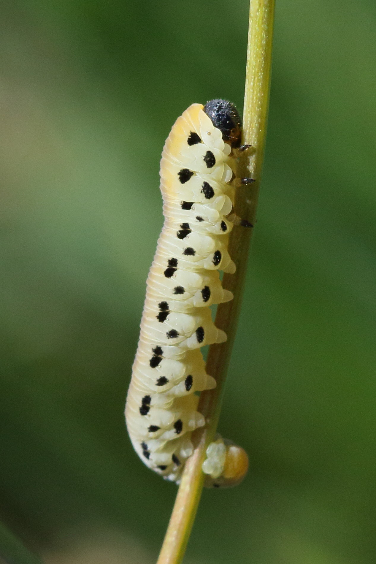 tenthredo_sulphuripes1bd