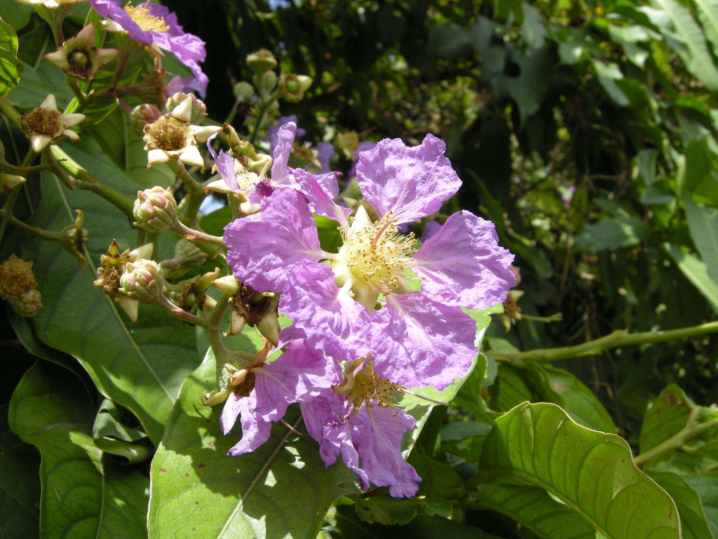 Afficher le média lagerstroemia_speciosa8md lagerstroemia_speciosa8md