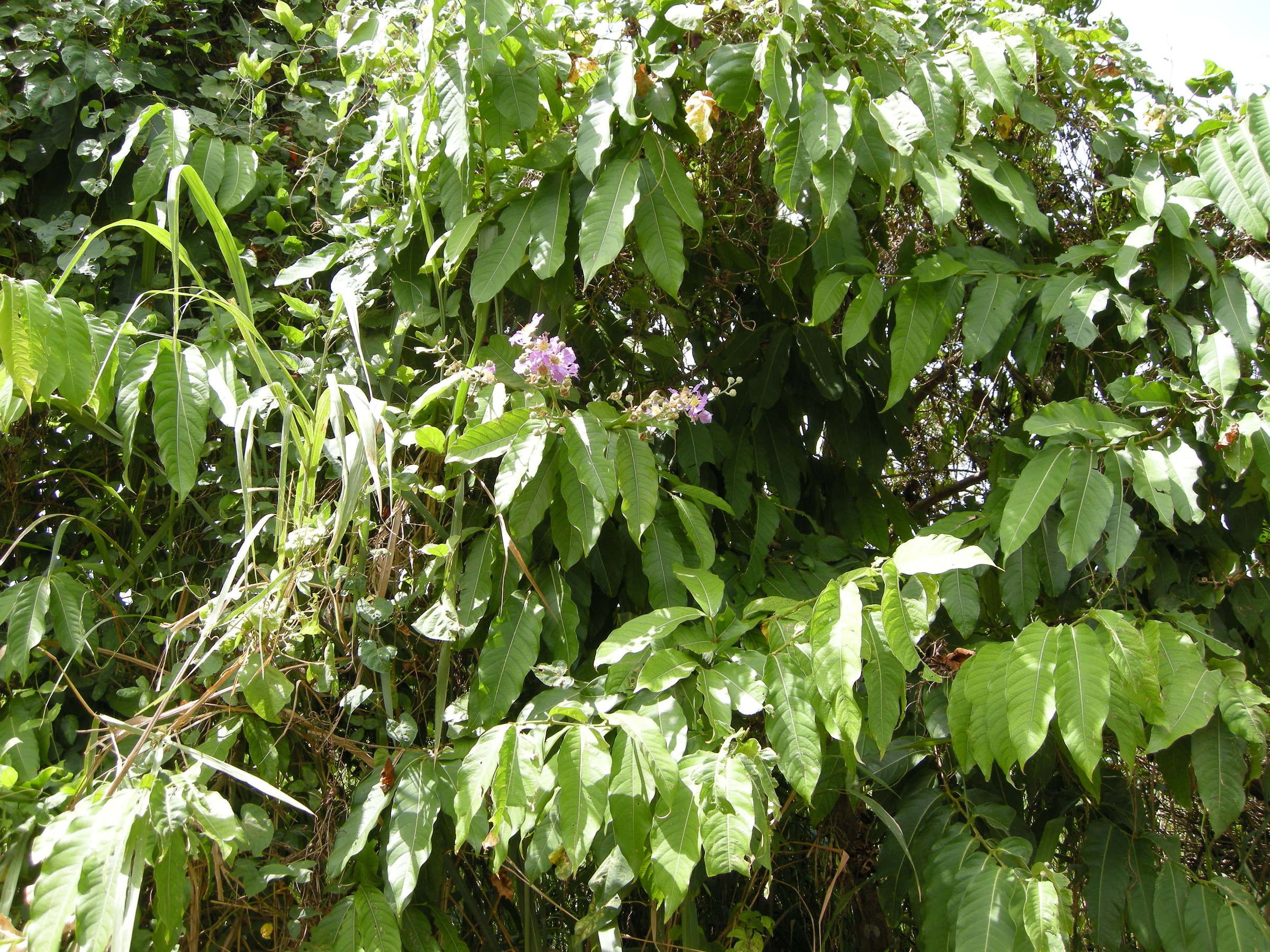 Afficher le média lagerstroemia_speciosa9md lagerstroemia_speciosa9md