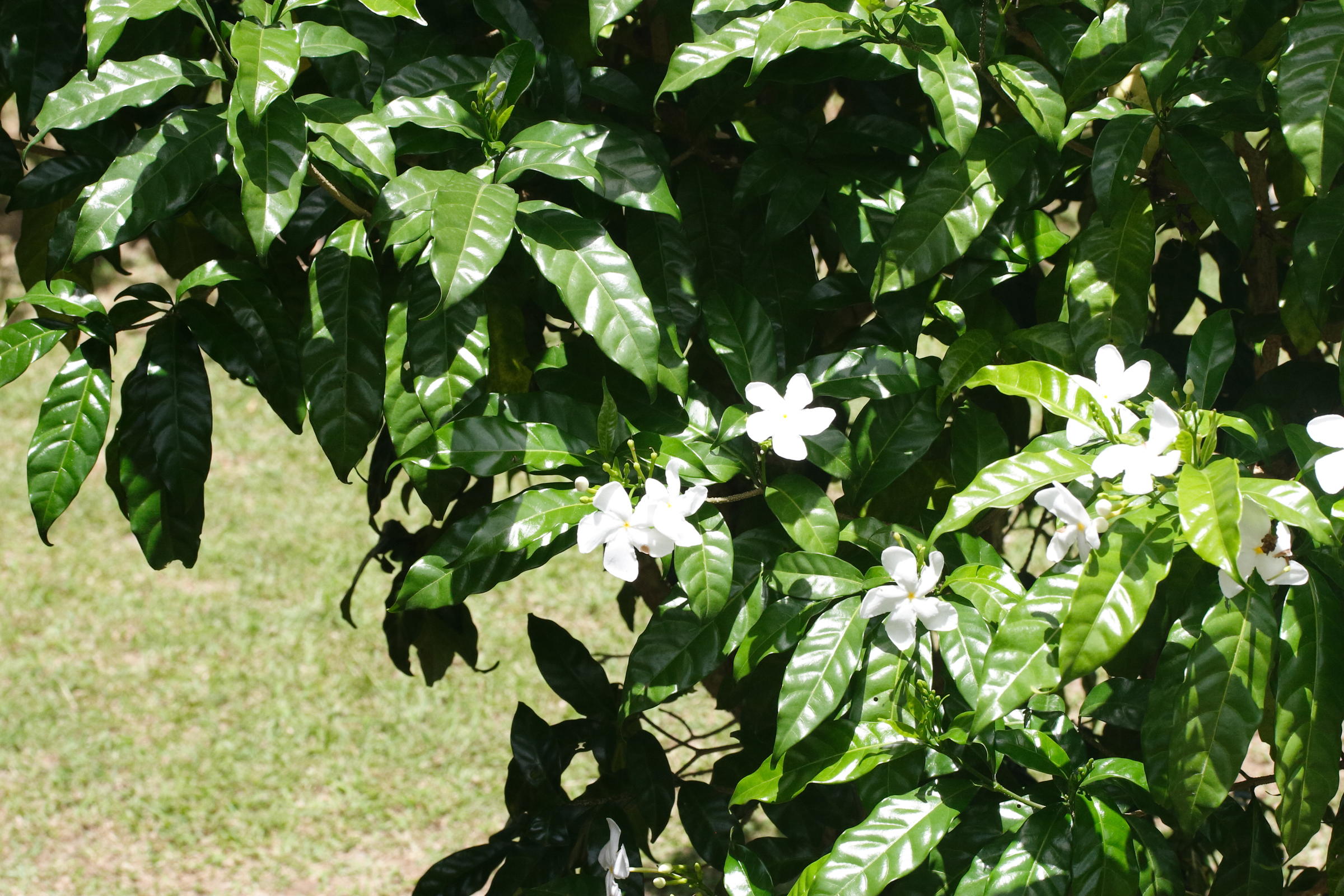 tabernaemontana_divaricata3md