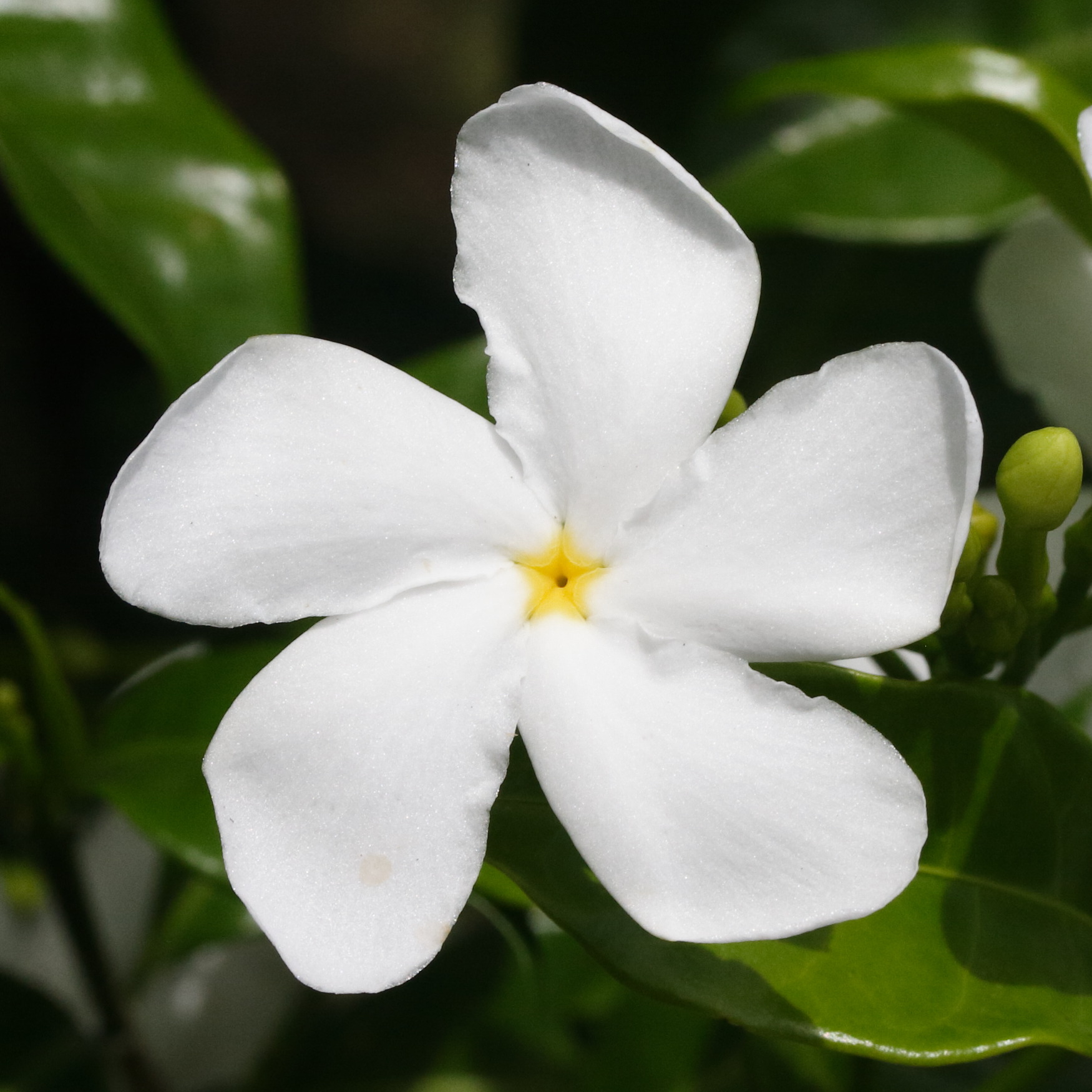 tabernaemontana_divaricata4md