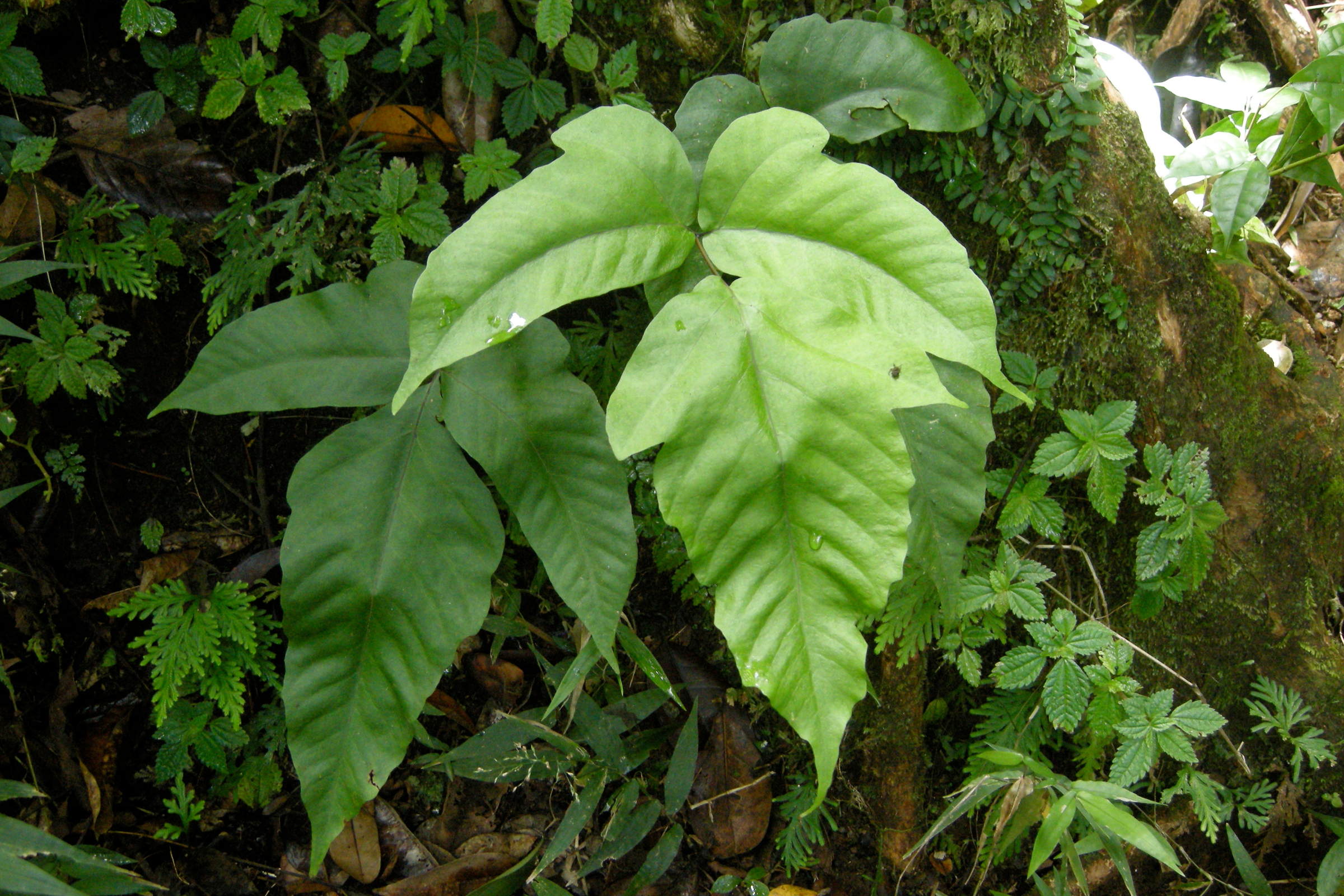 Afficher le média tectaria_heracleifolia1md tectaria_heracleifolia1md