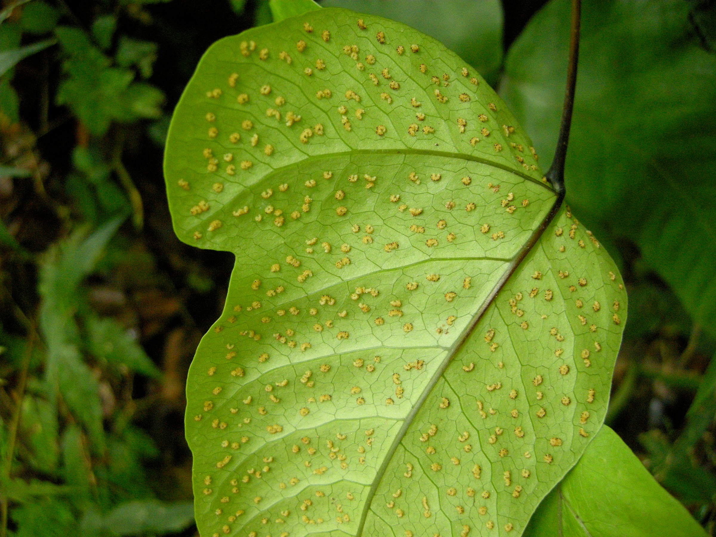 Afficher le média tectaria_heracleifolia2md tectaria_heracleifolia2md