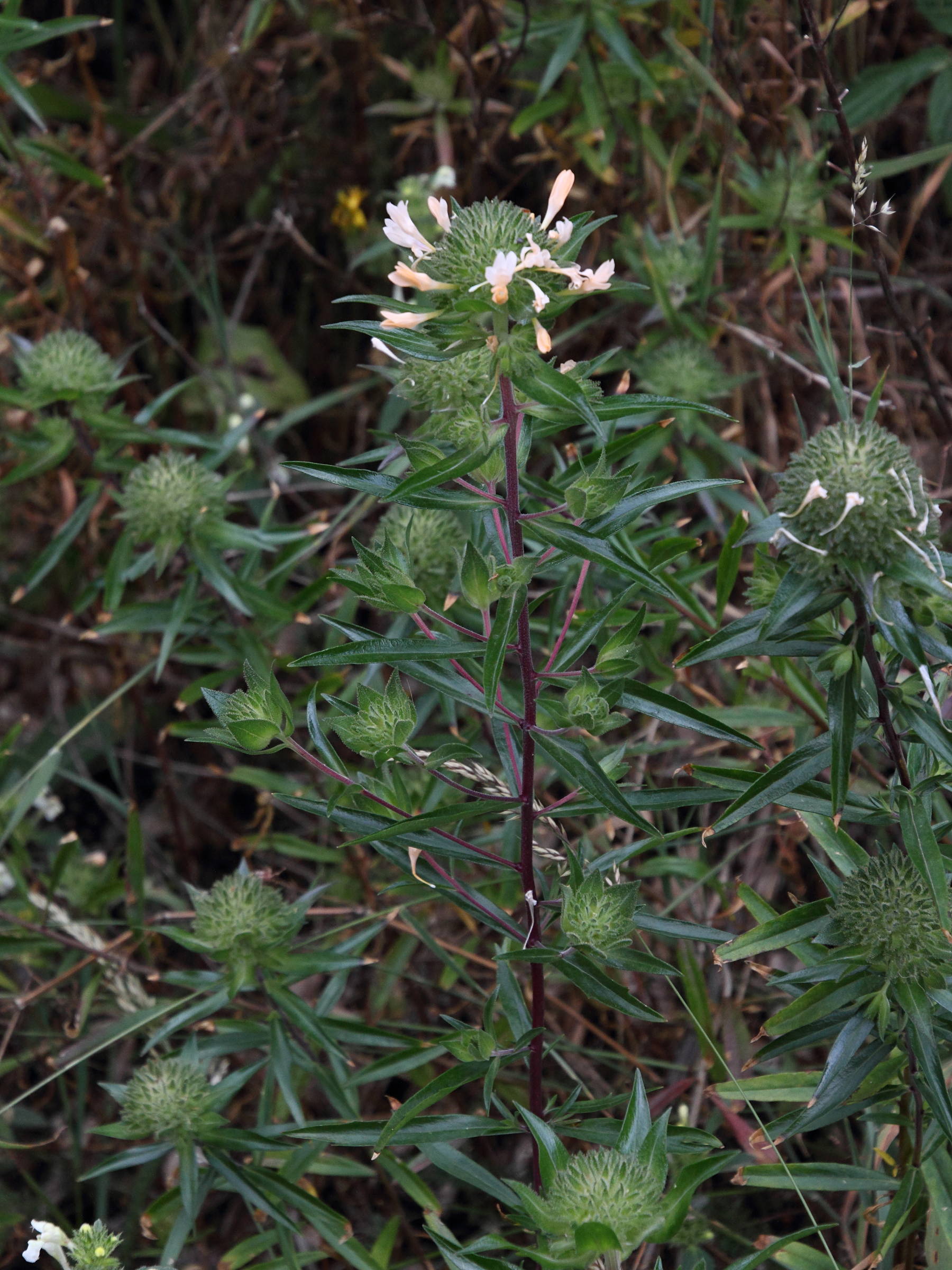 Afficher le média collomia_grandiflora1md collomia_grandiflora1md