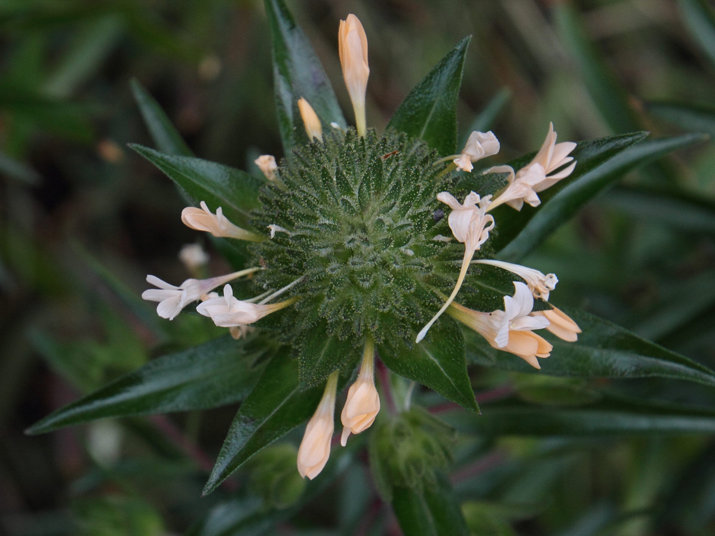 Afficher le média collomia_grandiflora2md collomia_grandiflora2md