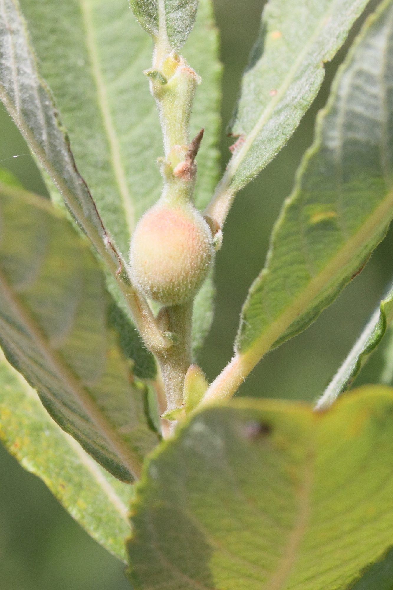 Afficher le média rabdophaga_cf_clavifes_galle1md rabdophaga_cf_clavifes_galle1md