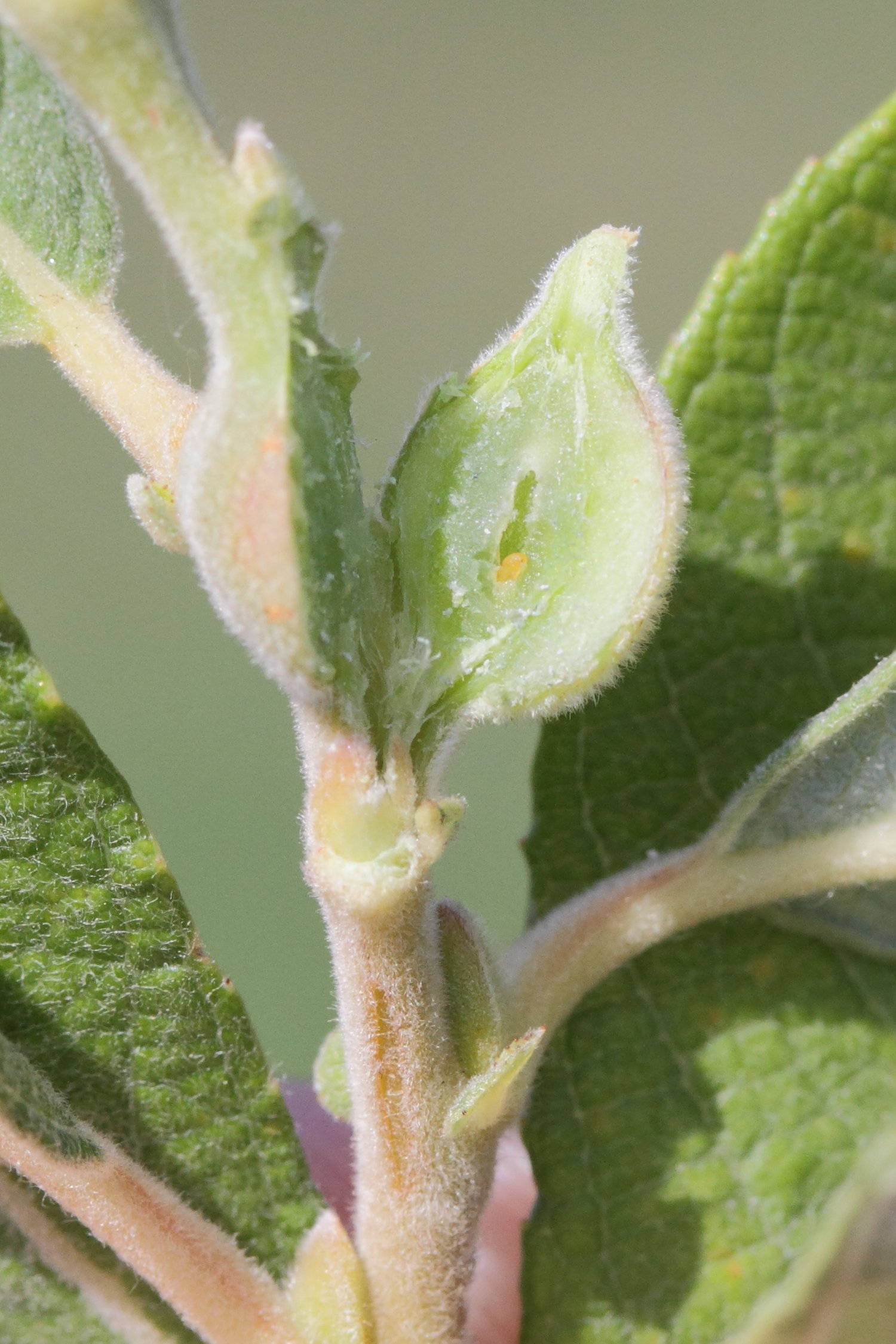 Afficher le média rabdophaga_cf_clavifes_galle2md rabdophaga_cf_clavifes_galle2md