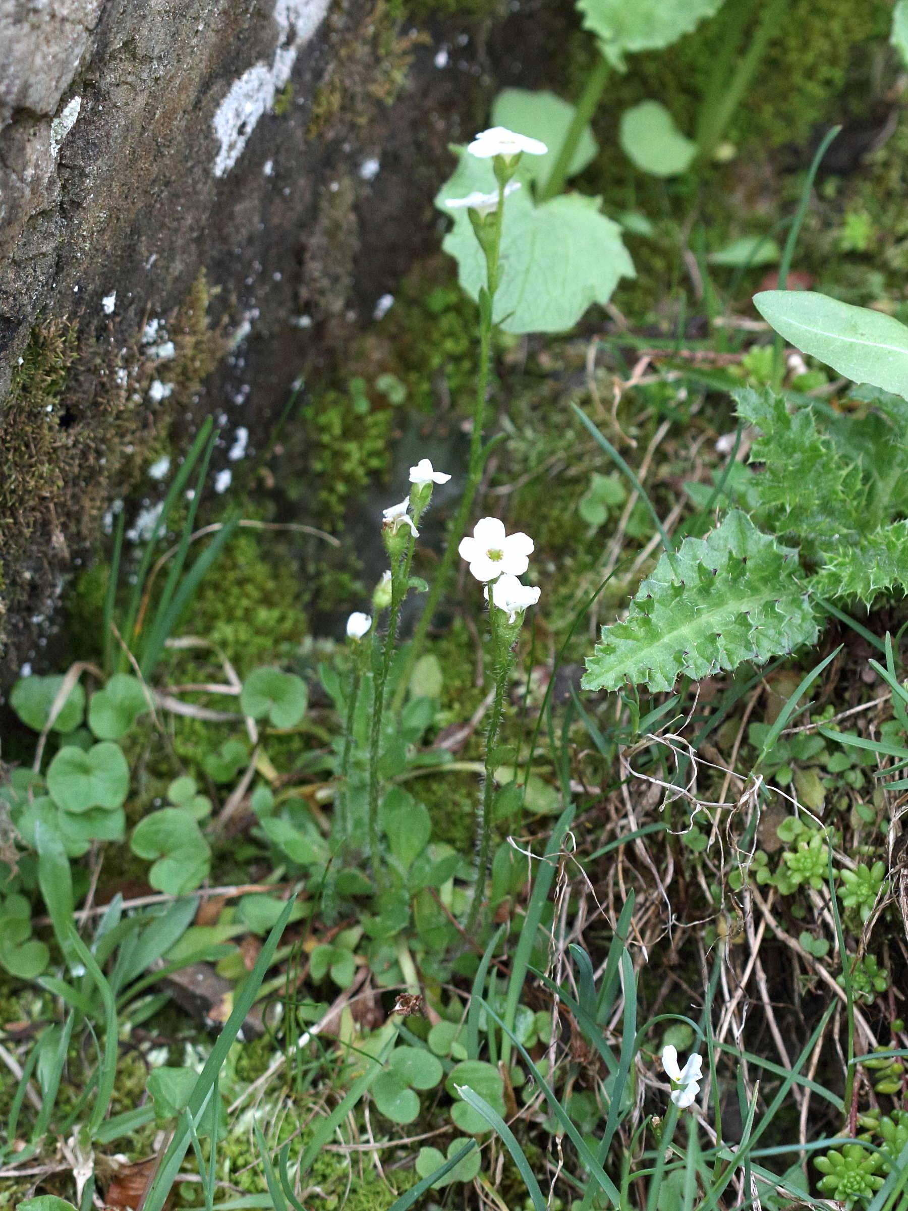 Afficher le média saxifraga_androsacea3bd saxifraga_androsacea3bd