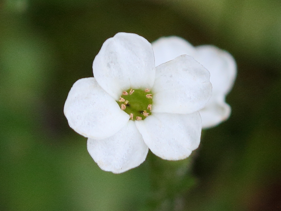 Afficher le média saxifraga_androsacea4bd saxifraga_androsacea4bd