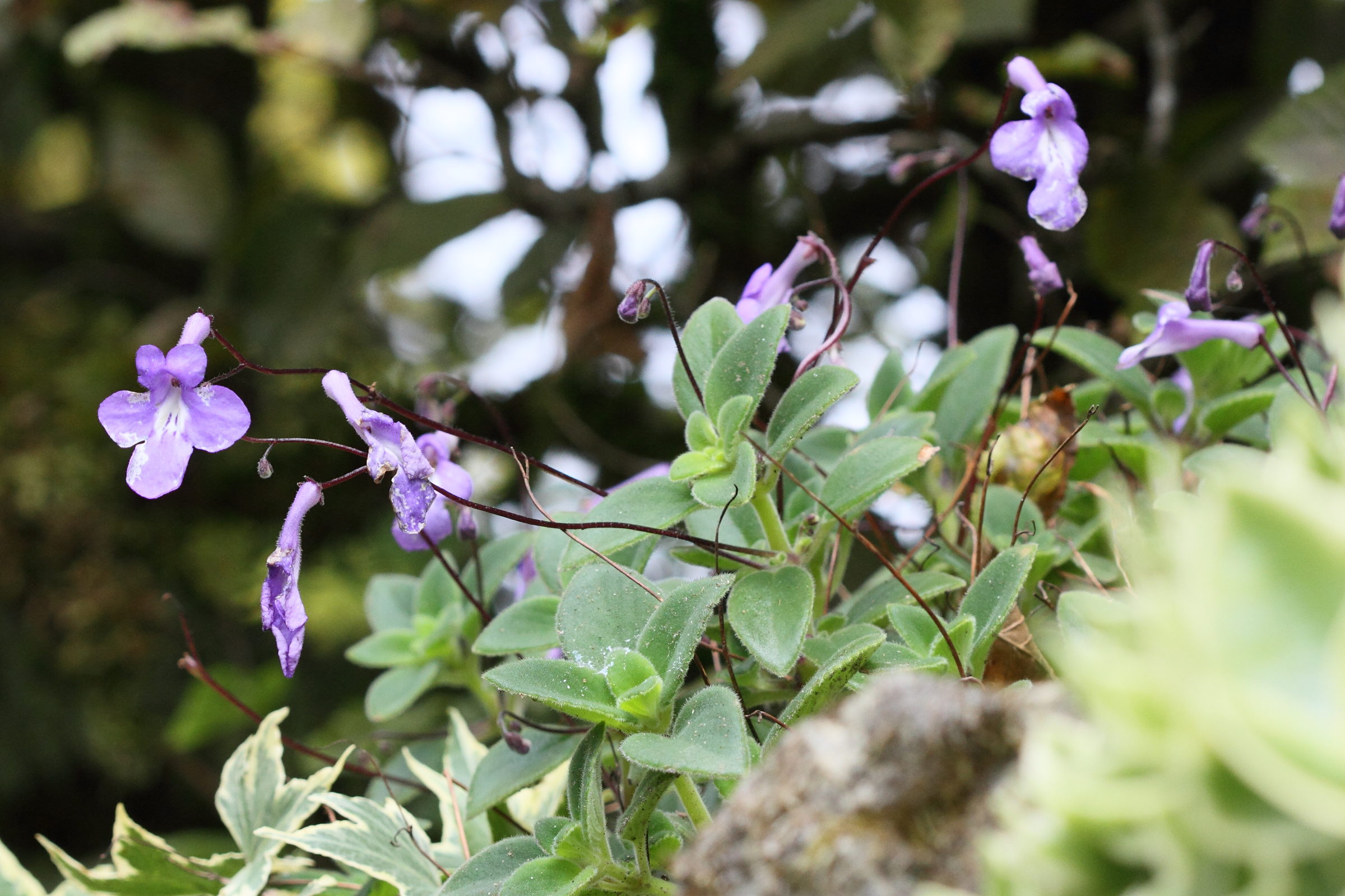 streptocarpus_saxorum1md