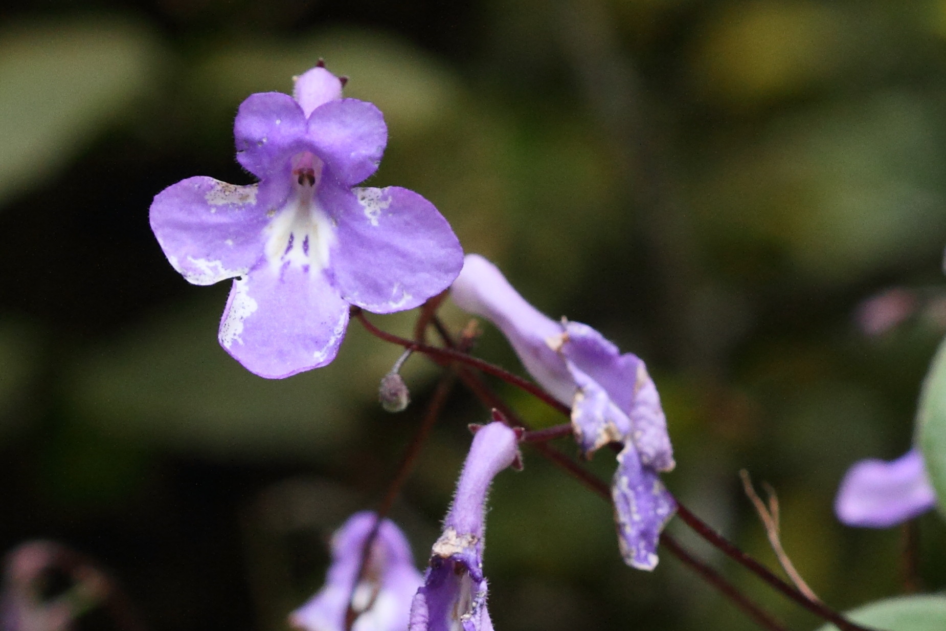 streptocarpus_saxorum2md