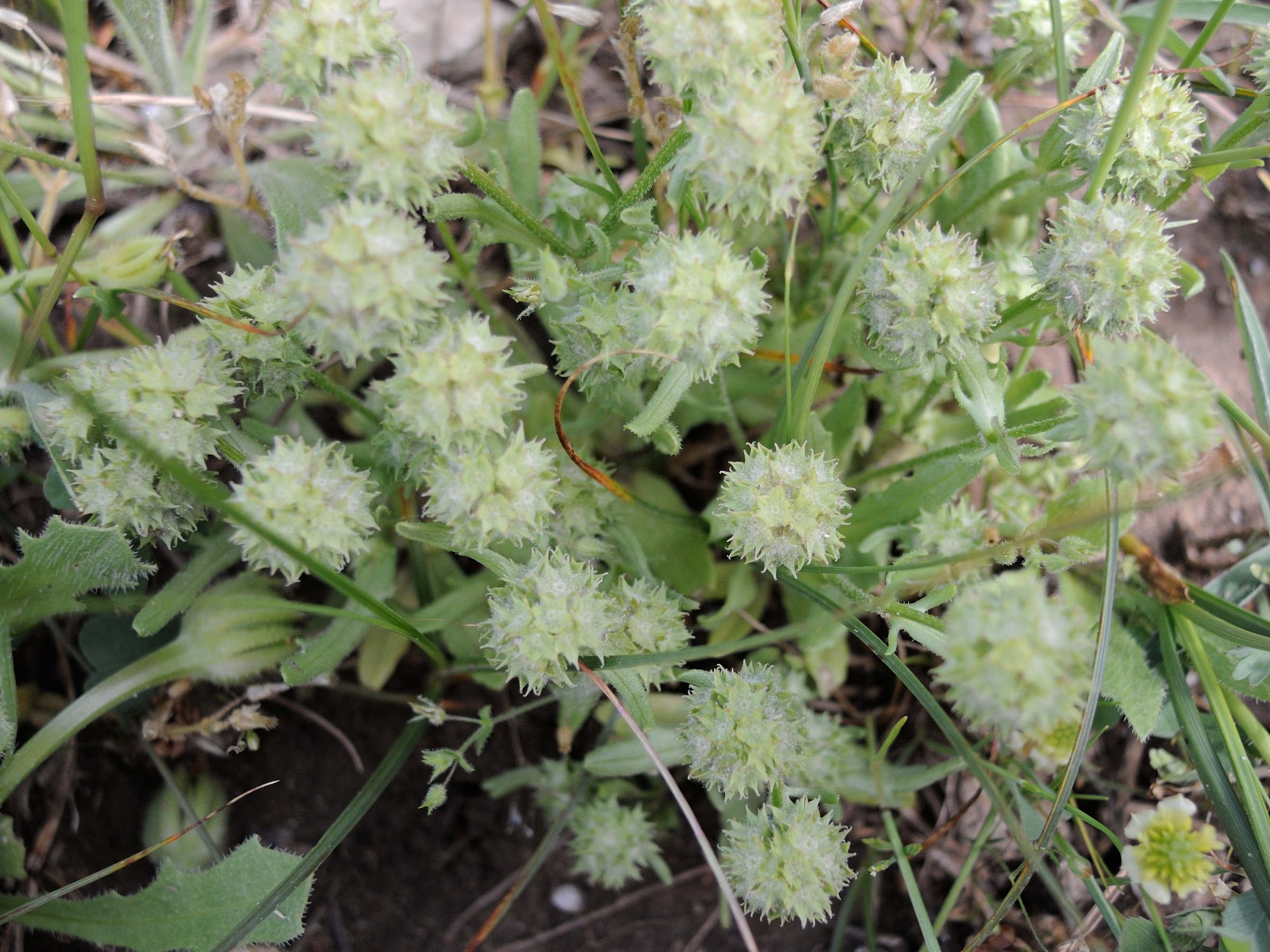 valerianella_discoidea1md