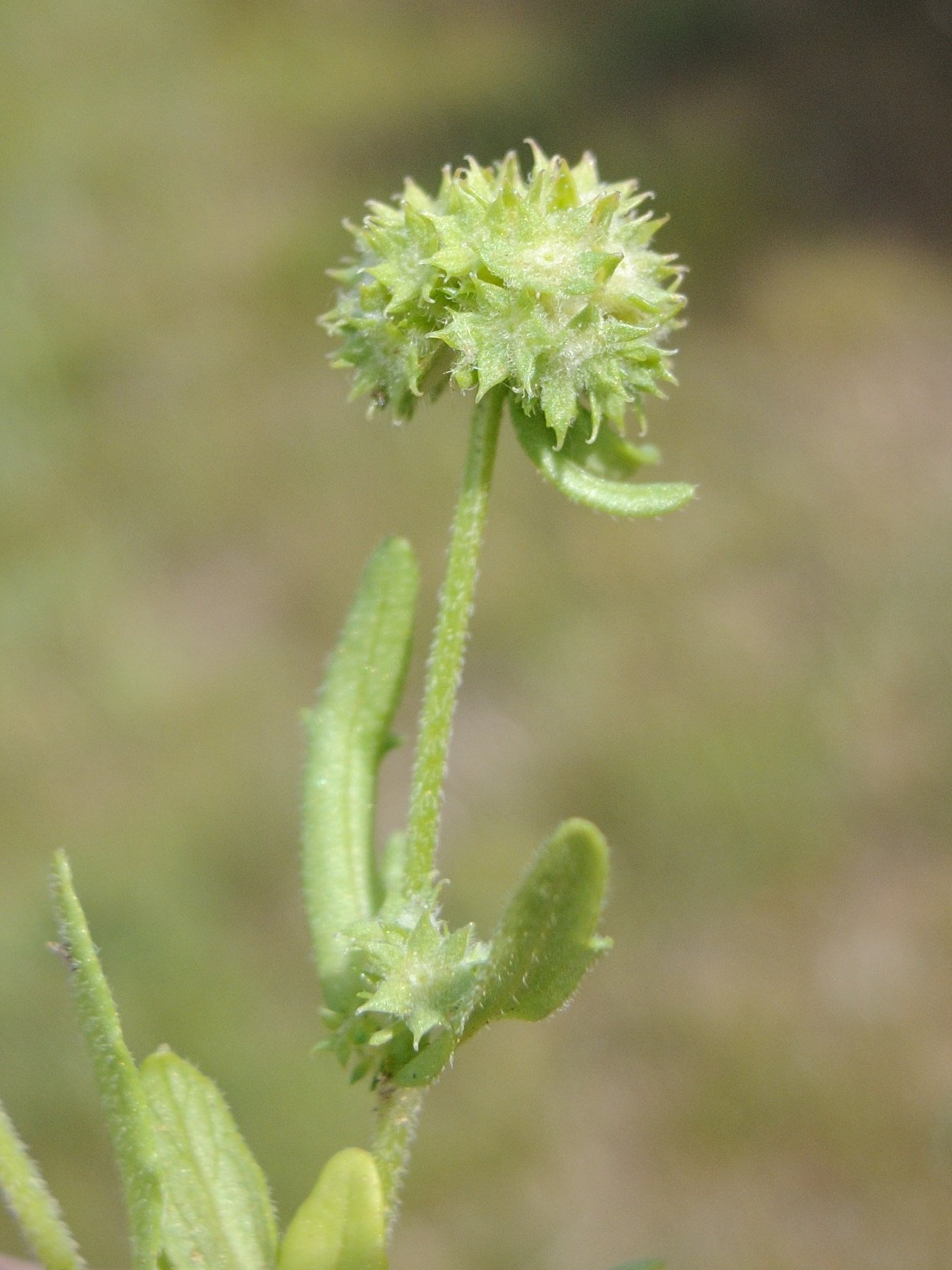 valerianella_discoidea2md