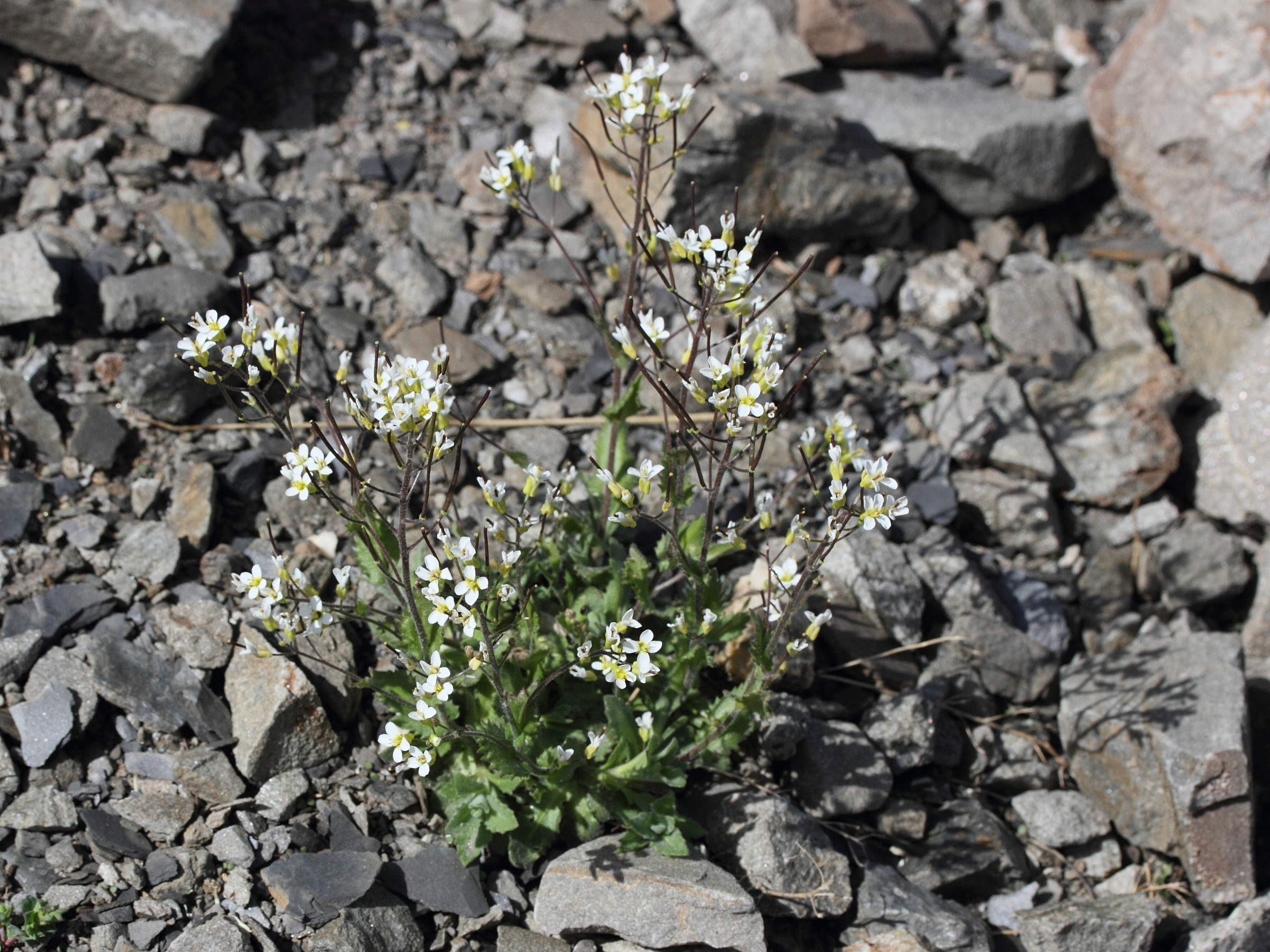 Afficher le média arabis_alpina6md arabis_alpina6md