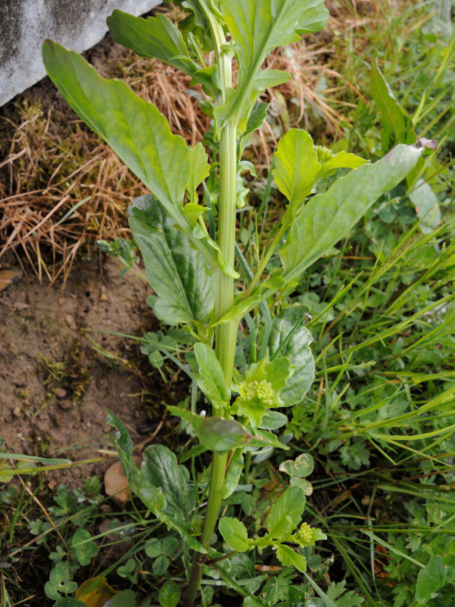 Afficher le média barbarea_vulgaris9md barbarea_vulgaris9md