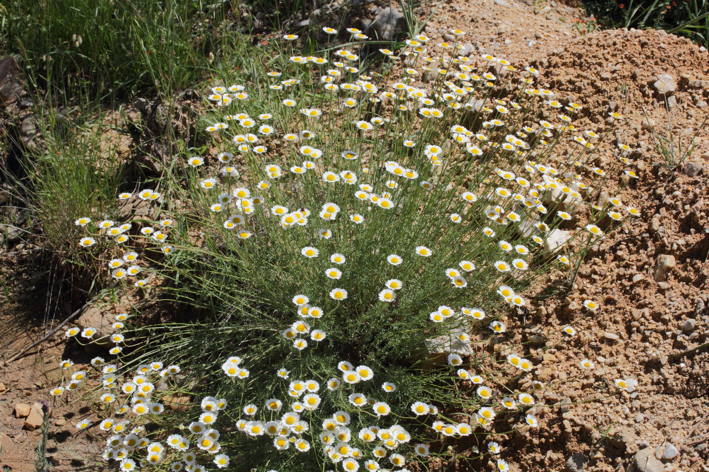 Afficher le média cota_triumfetti1md cota_triumfetti1md