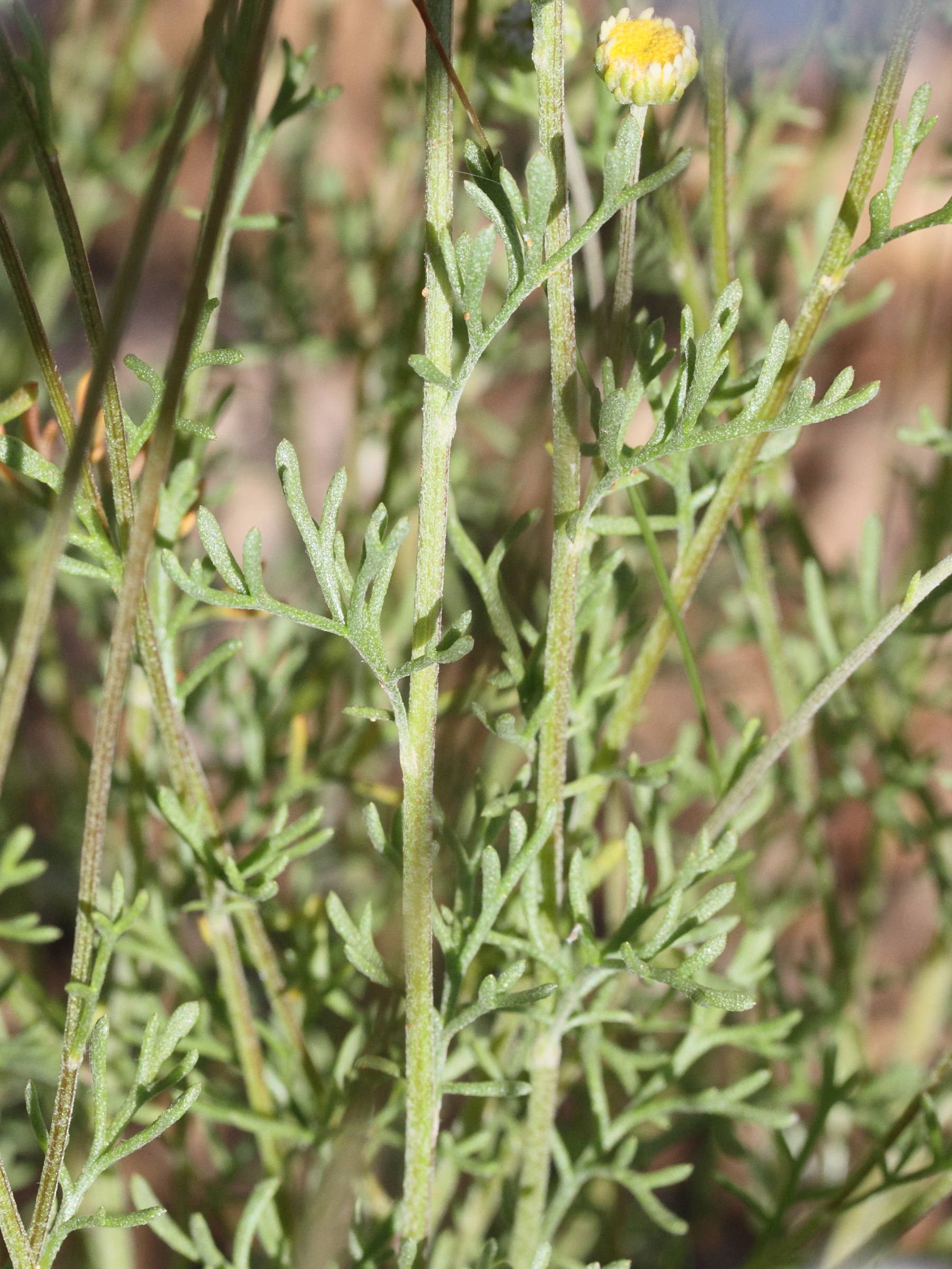 Afficher le média cota_triumfetti2md cota_triumfetti2md