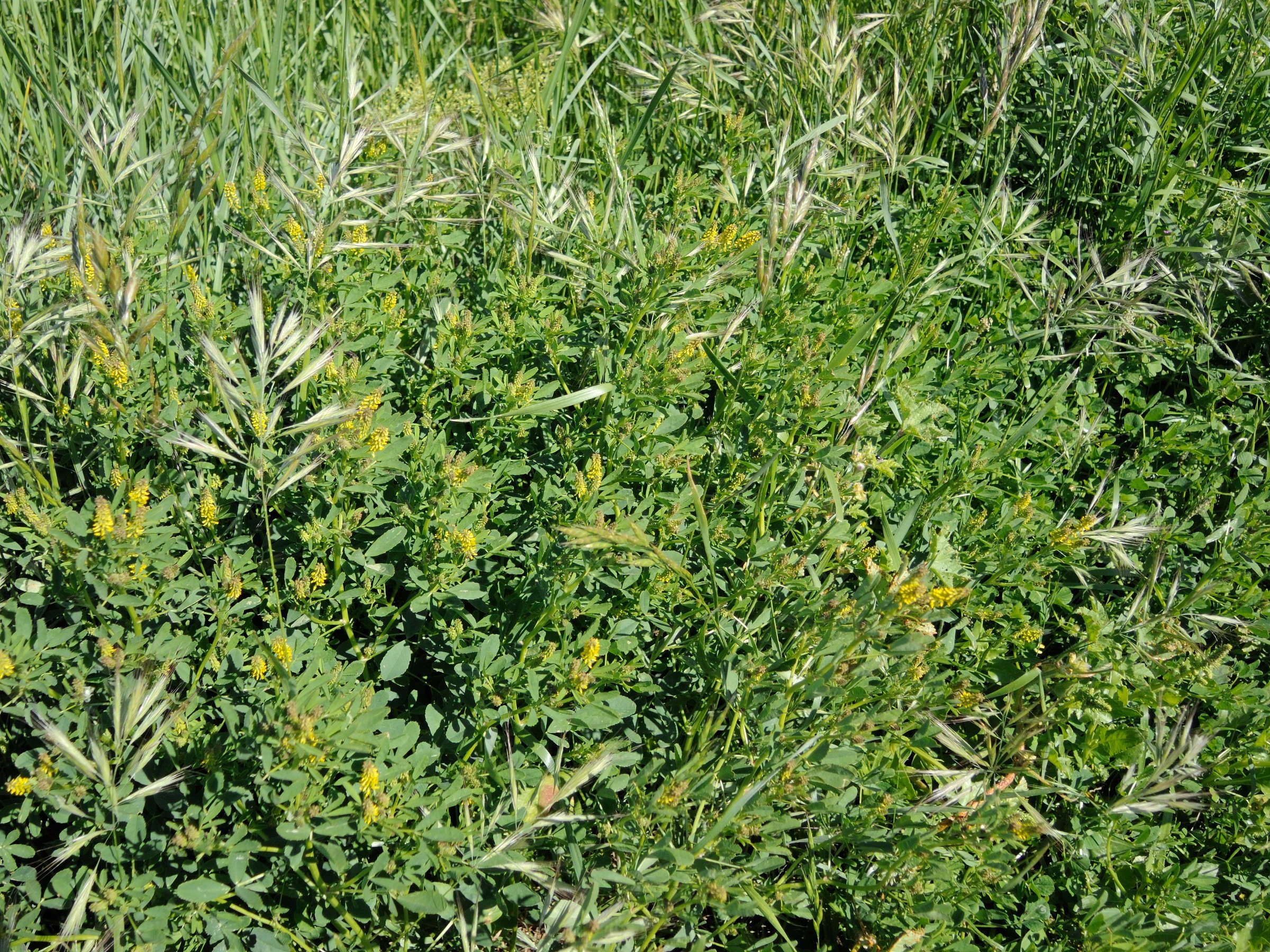 trigonella_smallii1md