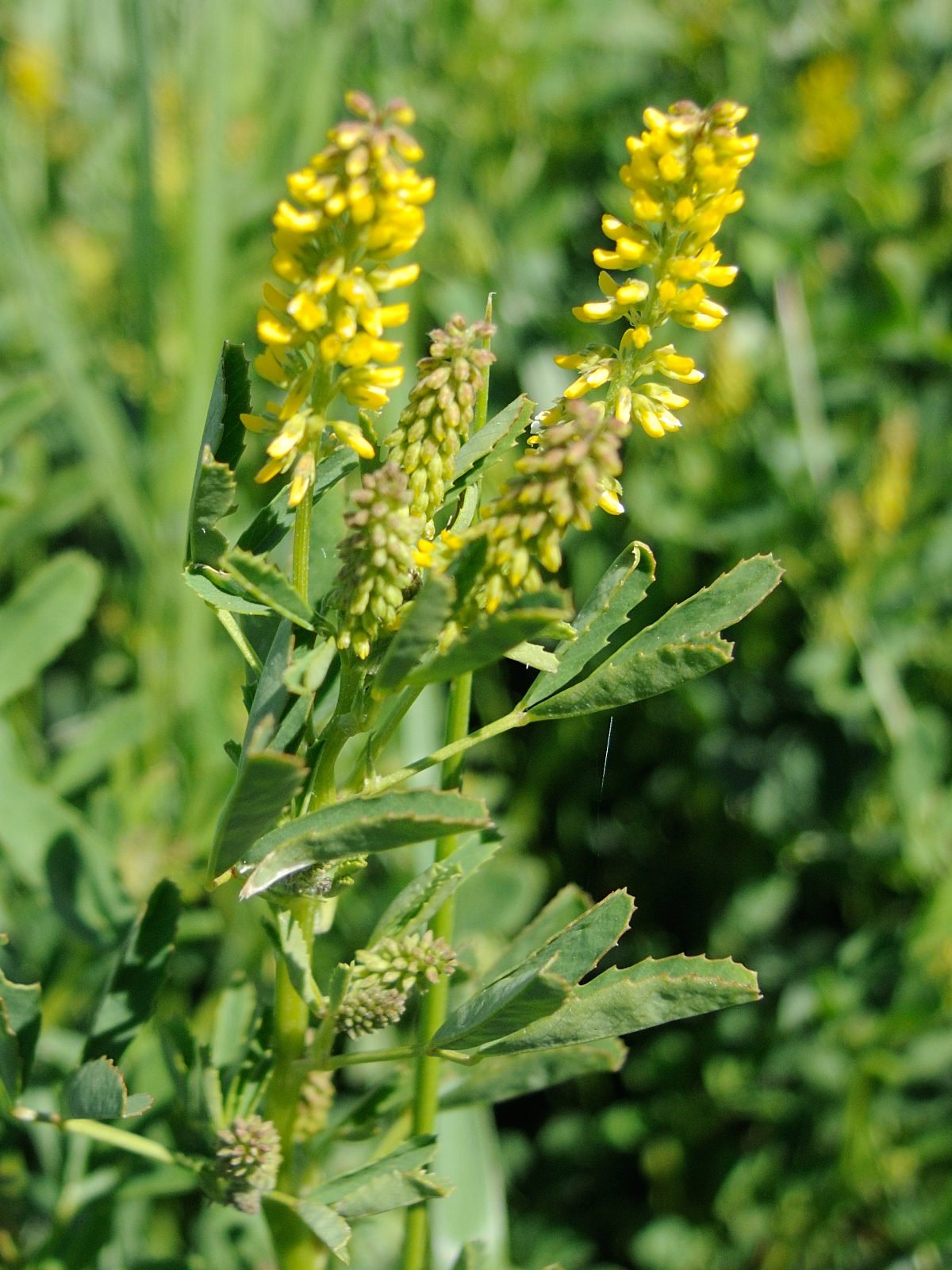 trigonella_smallii2md