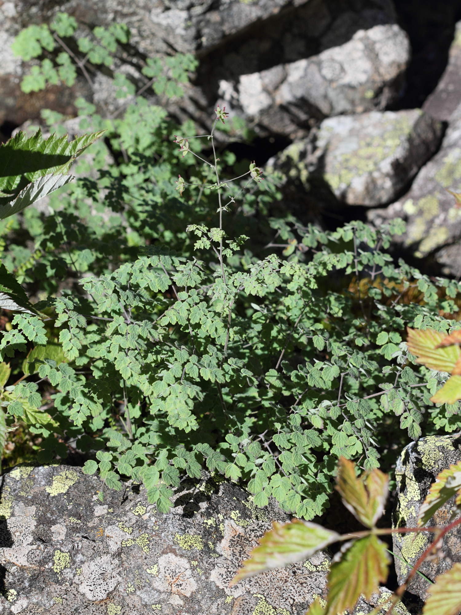 Afficher le média thalictrum_foetidum1bd thalictrum_foetidum1bd