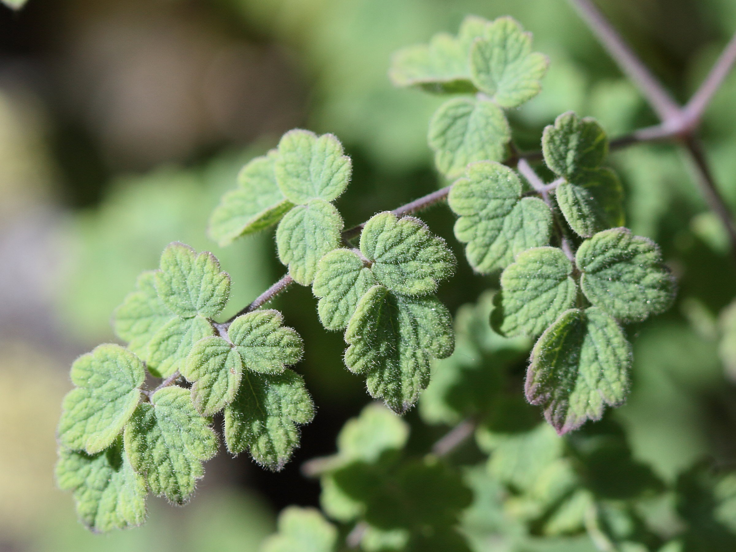 Afficher le média thalictrum_foetidum2bd thalictrum_foetidum2bd