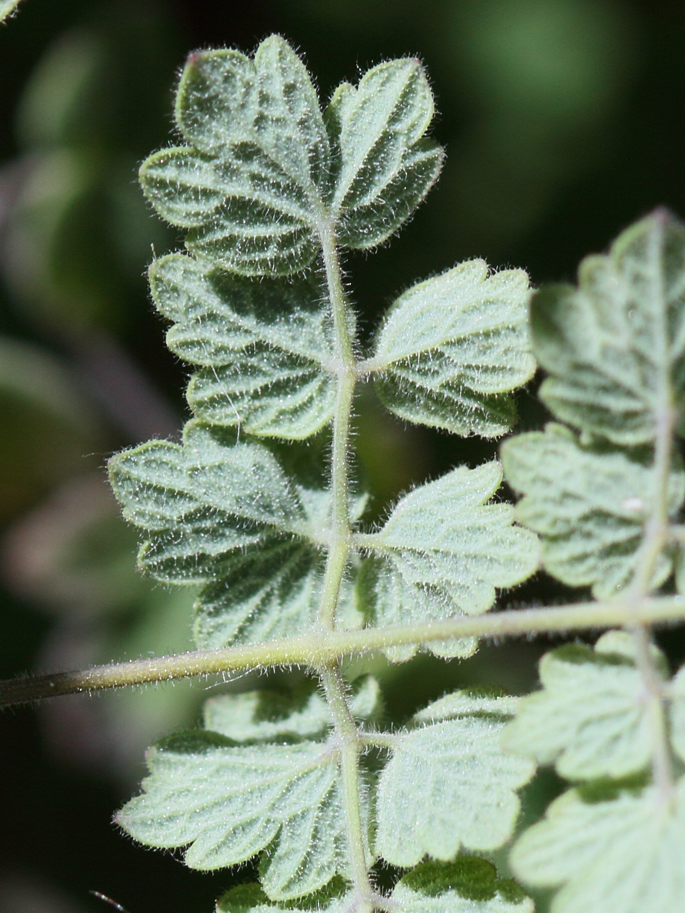 Afficher le média thalictrum_foetidum3bd thalictrum_foetidum3bd