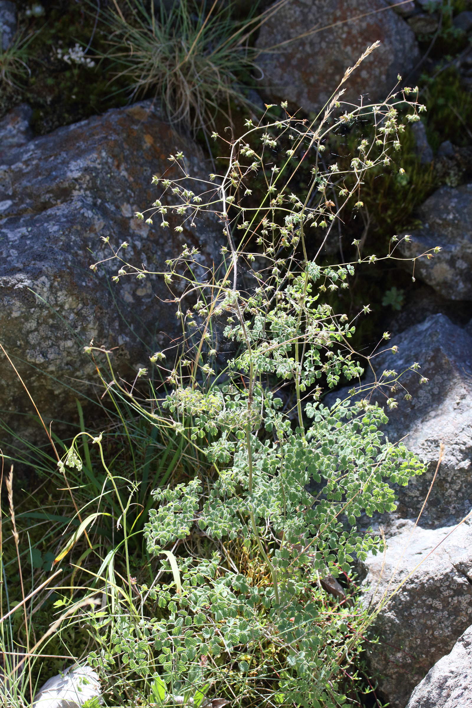 Afficher le média thalictrum_foetidum4md thalictrum_foetidum4md