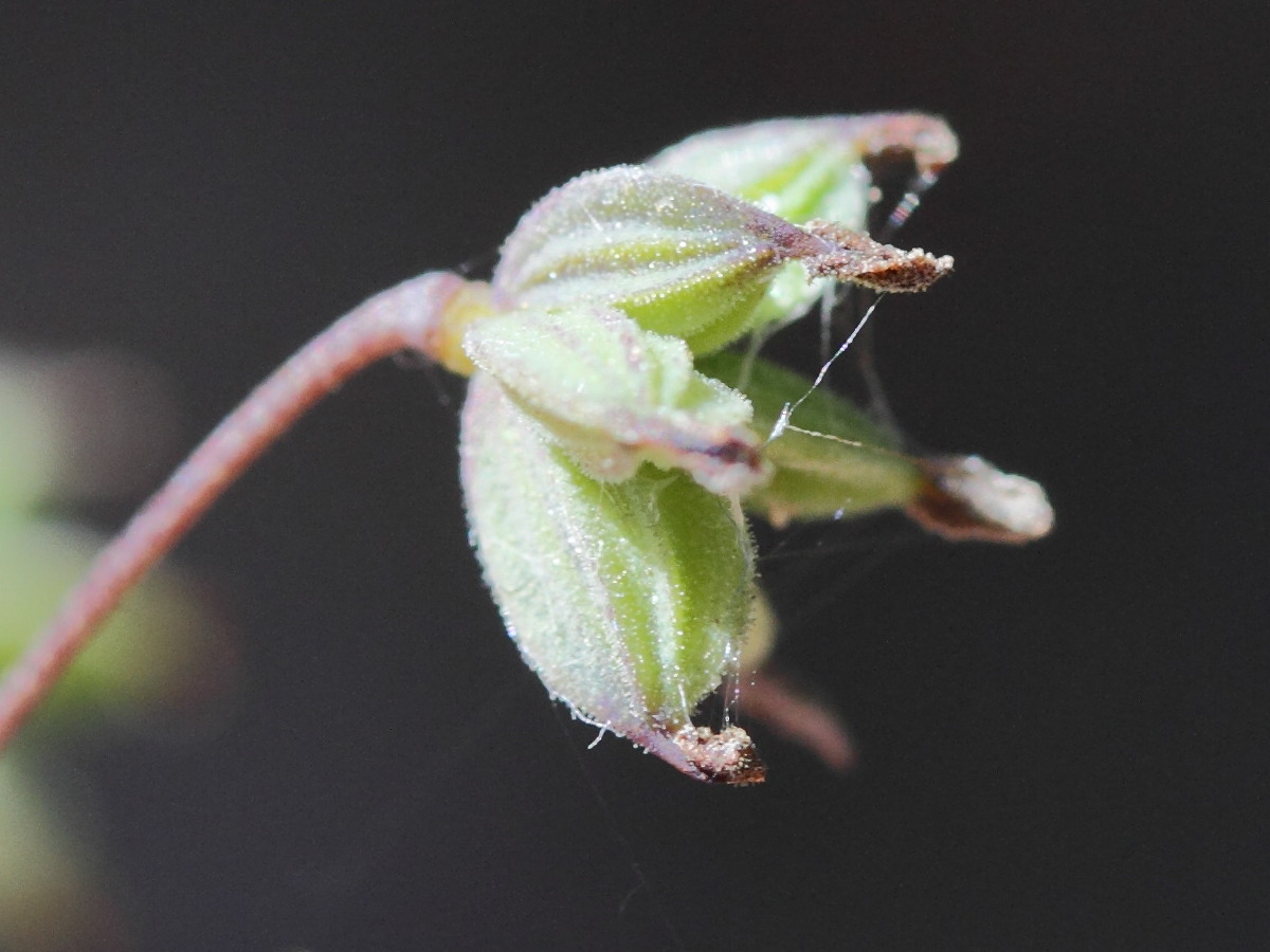 Afficher le média thalictrum_foetidum5md thalictrum_foetidum5md