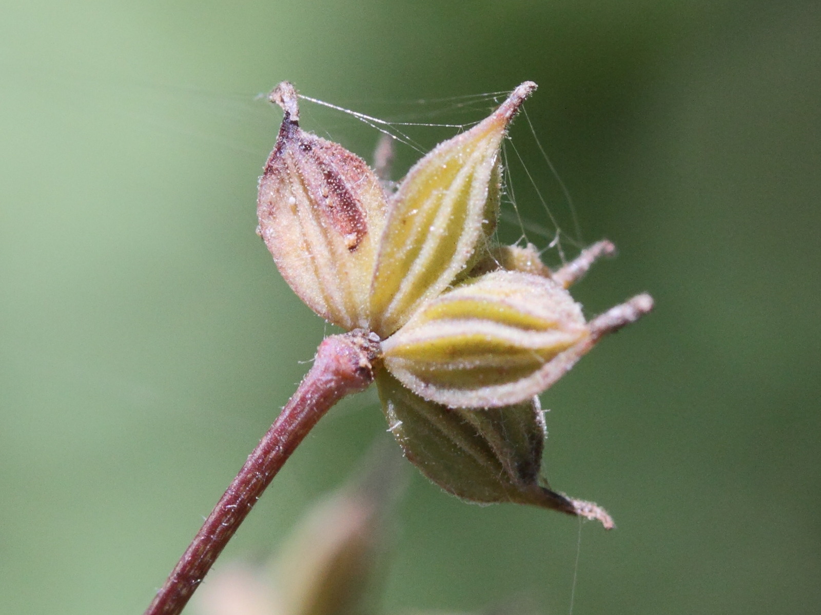 Afficher le média thalictrum_foetidum6md thalictrum_foetidum6md