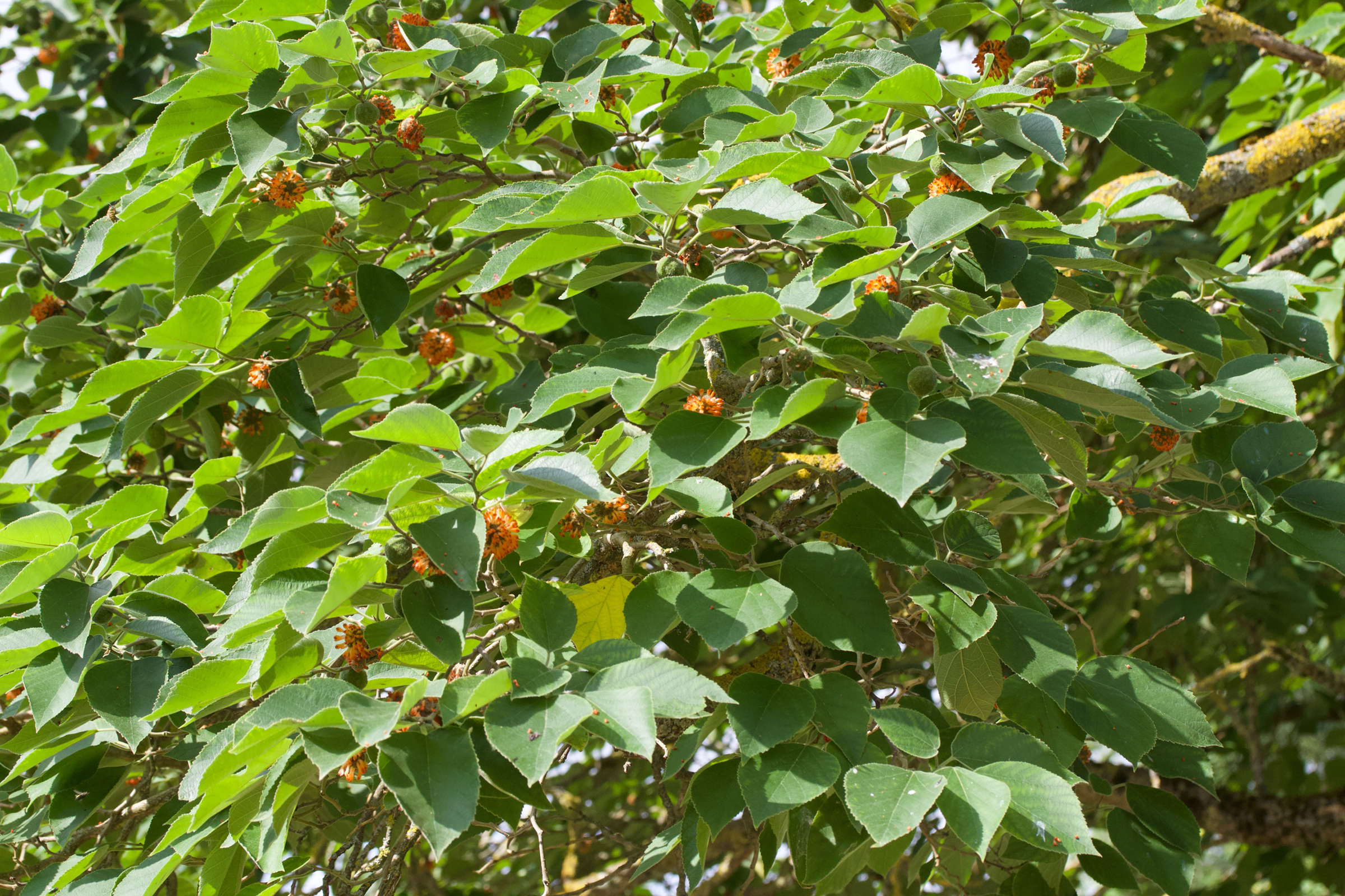 broussonetia_papyrifera5md