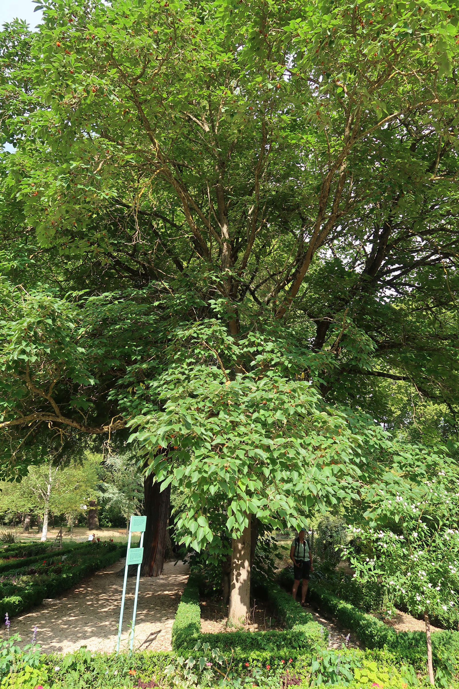 broussonetia_papyrifera6md