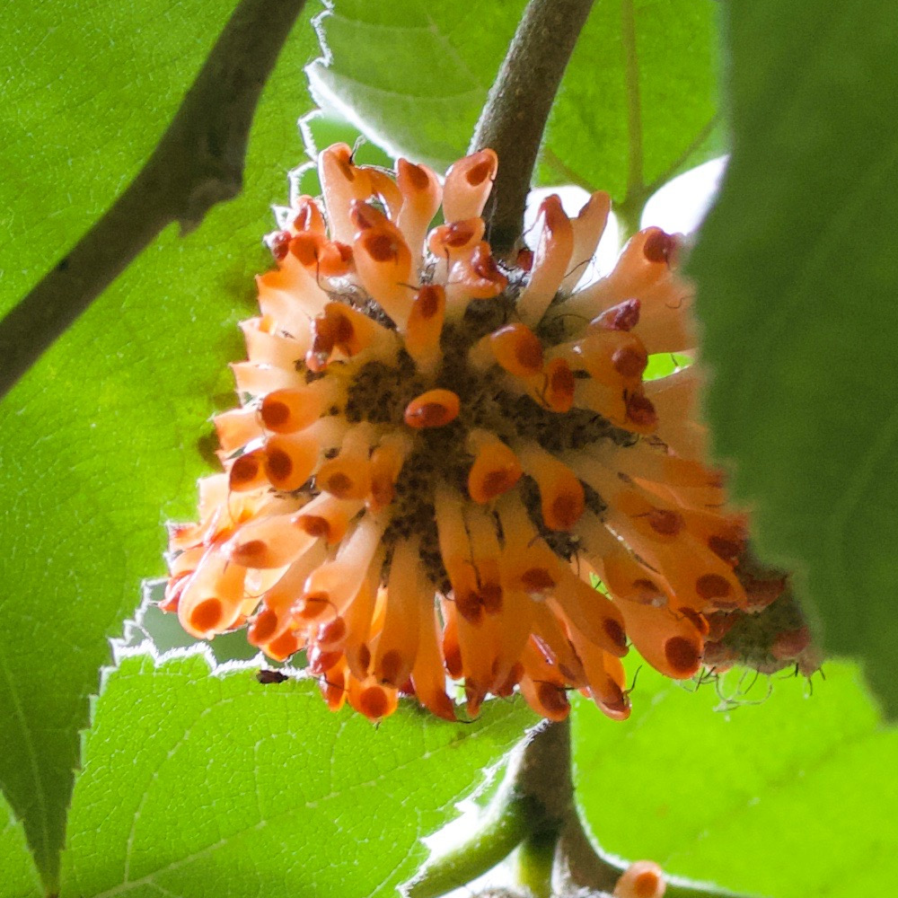 broussonetia_papyrifera7md