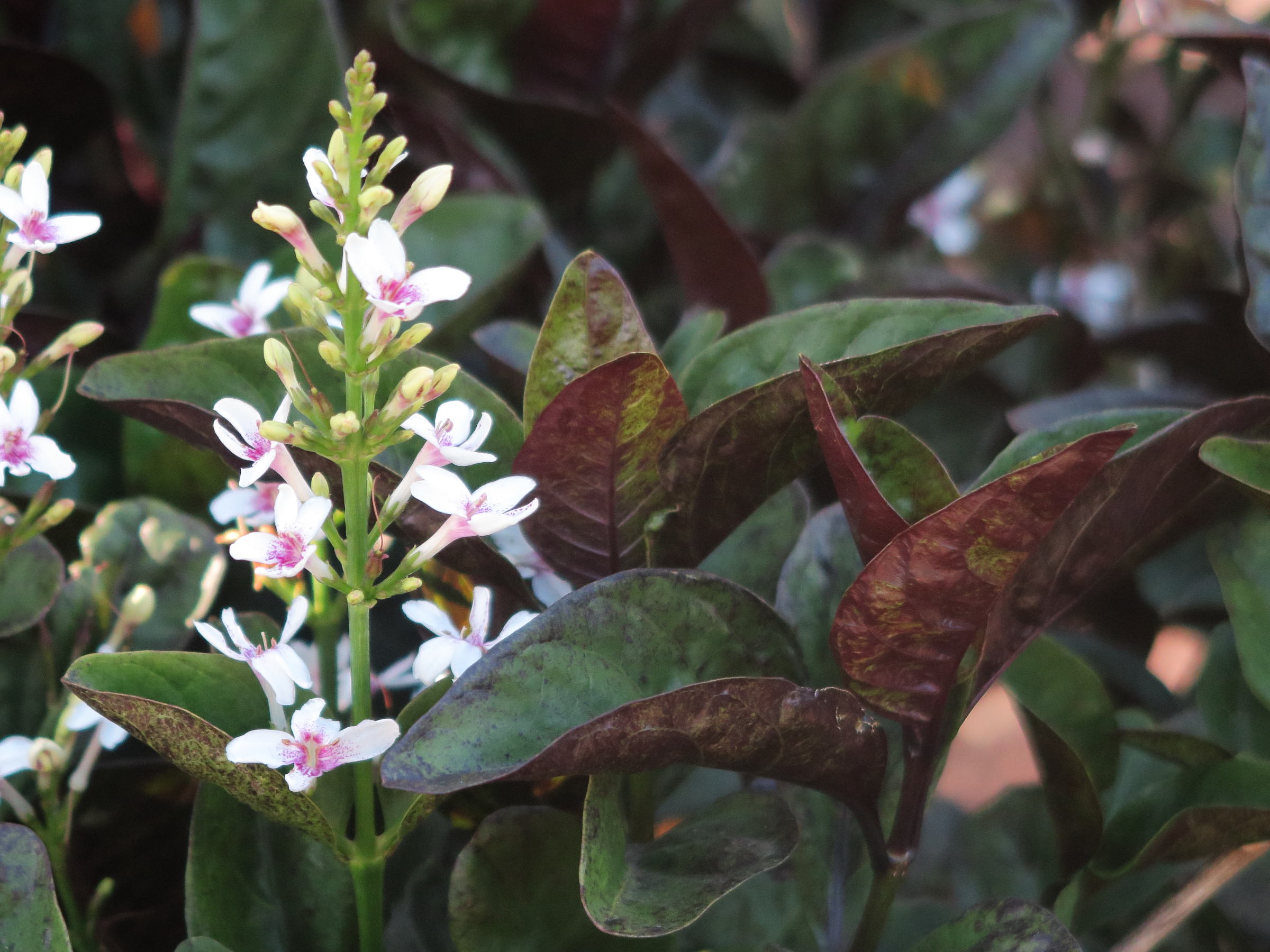 Afficher le média pseuderanthemum_carruthersii4md pseuderanthemum_carruthersii4md