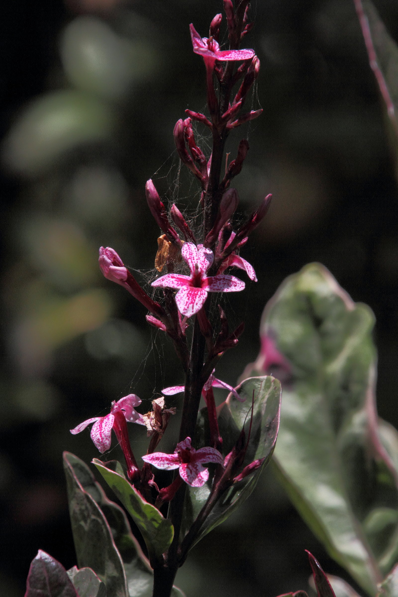 Afficher le média pseuderanthemum_carruthersii5md pseuderanthemum_carruthersii5md