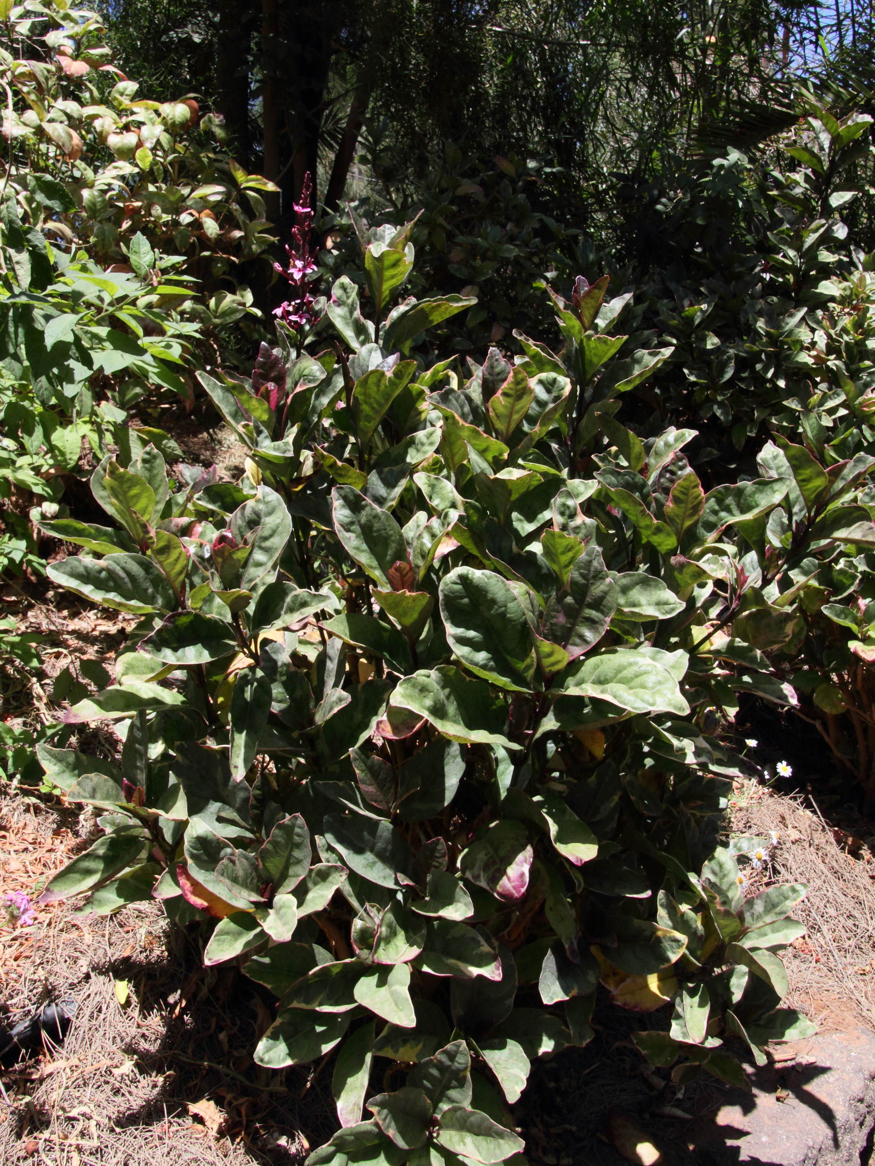 Afficher le média pseuderanthemum_carruthersii6md pseuderanthemum_carruthersii6md
