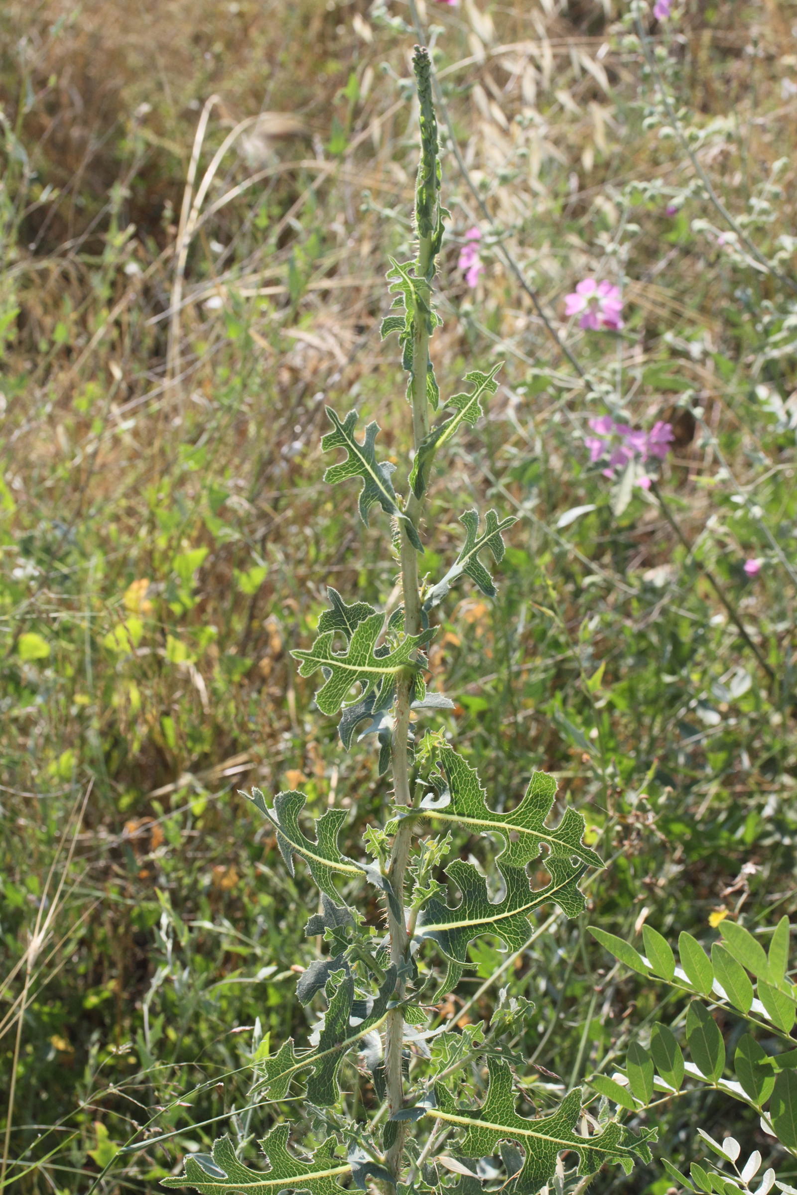 lactuca_serriola10md