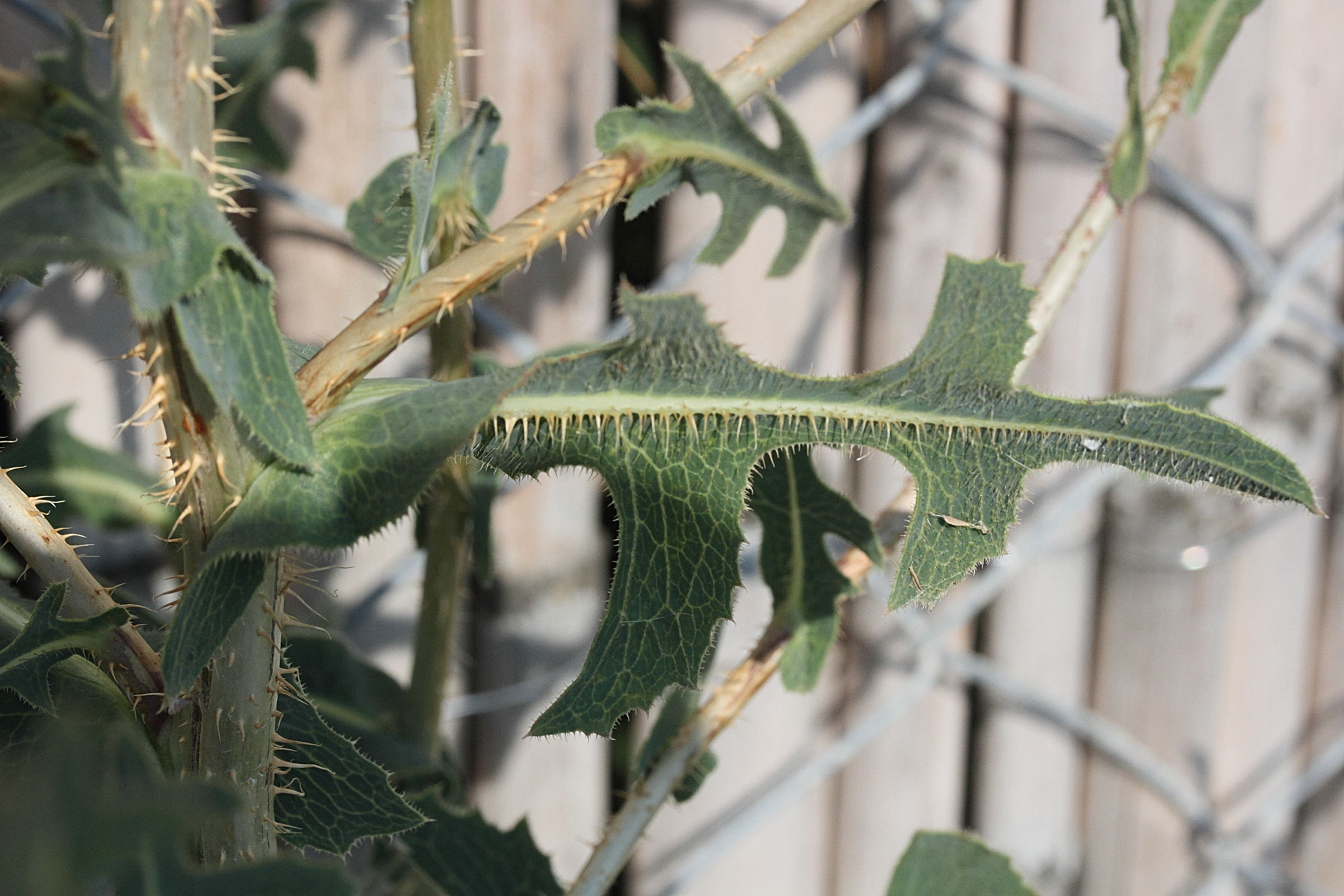 lactuca_serriola11md