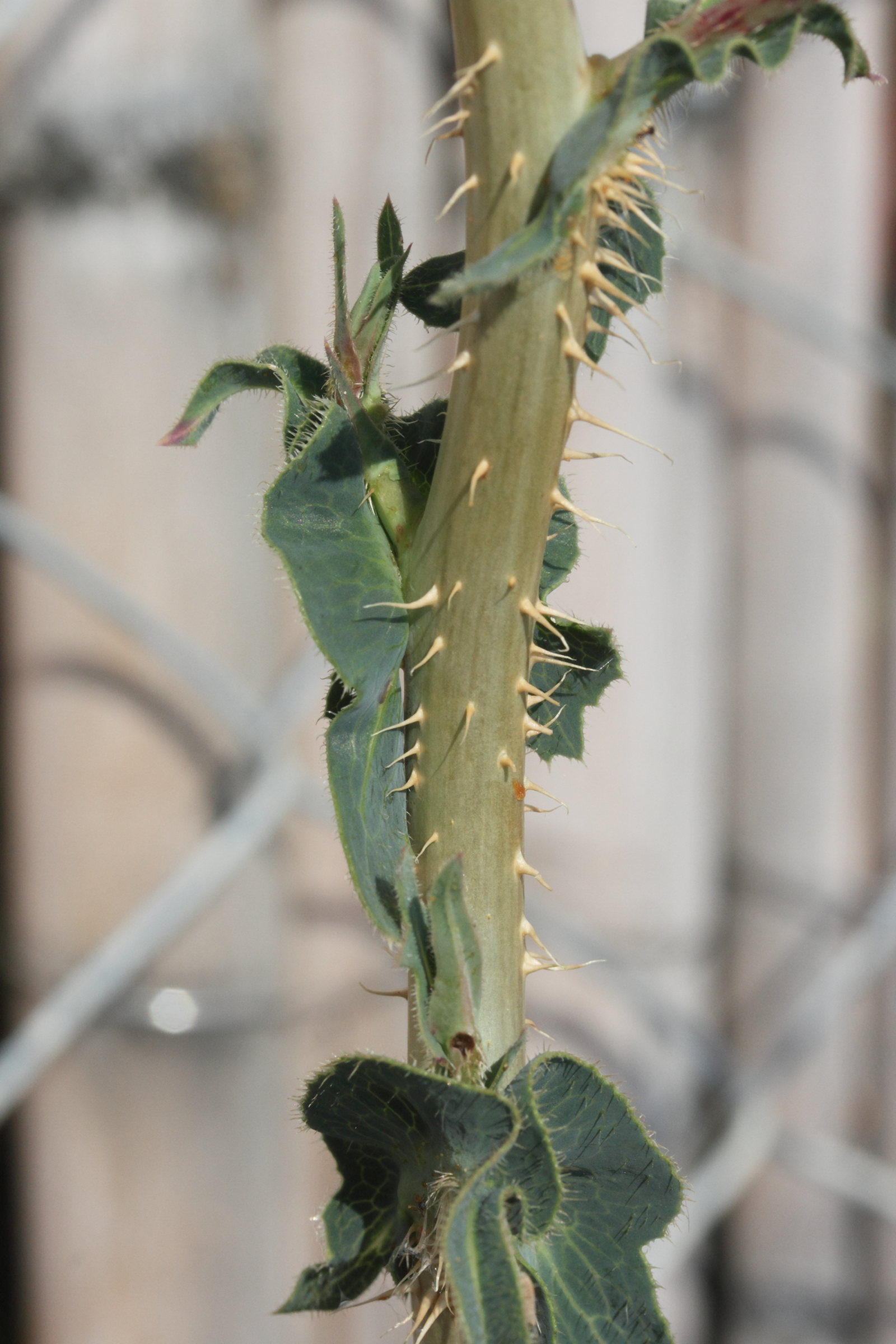 lactuca_serriola12md