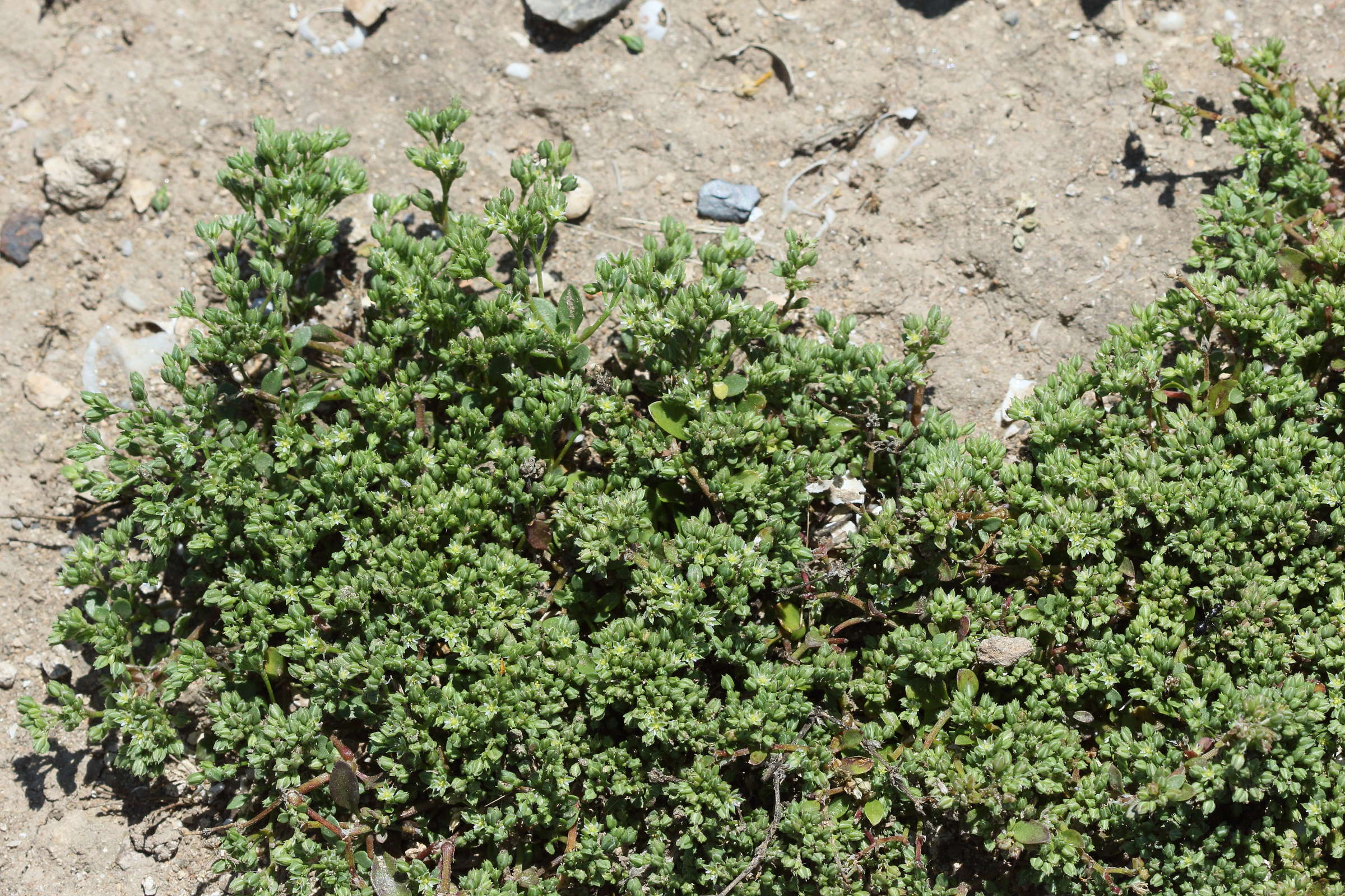 Afficher le média polycarpon_tetraphyllum3bd polycarpon_tetraphyllum3bd