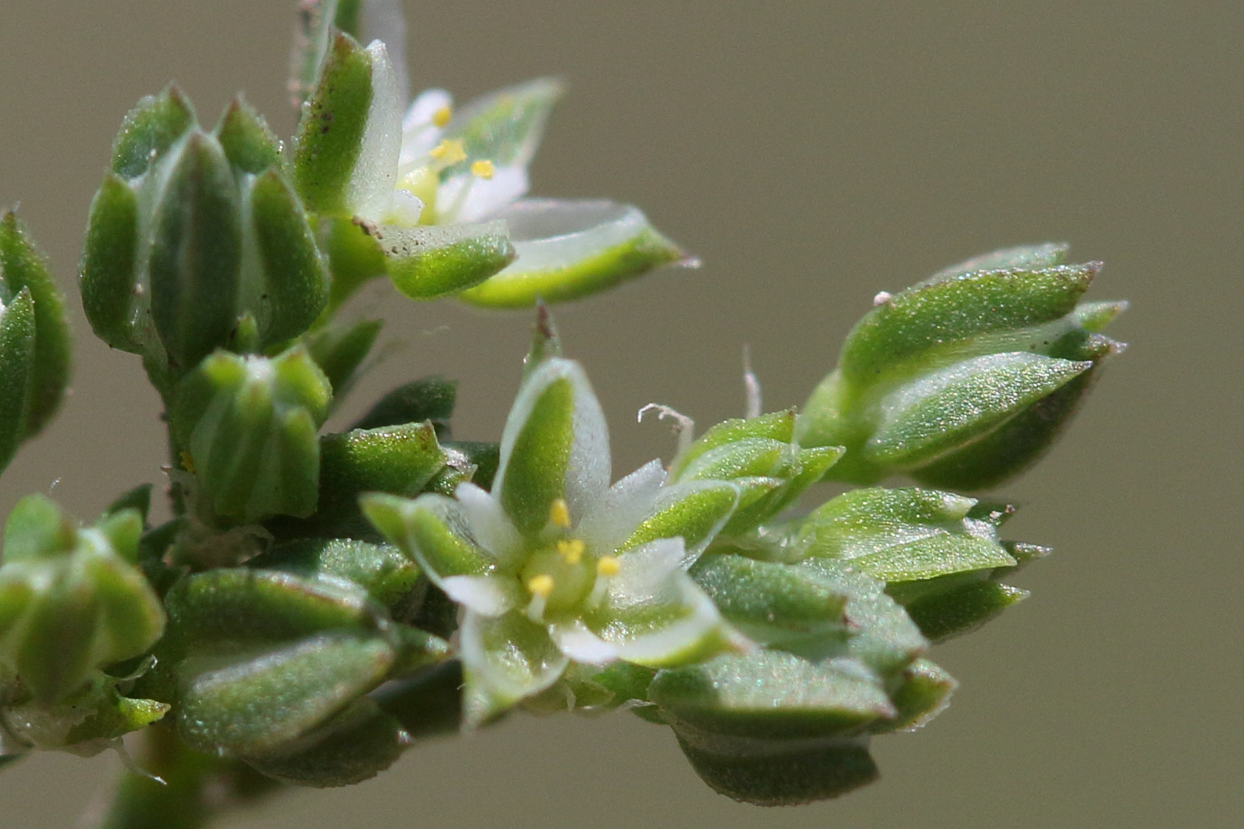 Afficher le média polycarpon_tetraphyllum4bd polycarpon_tetraphyllum4bd