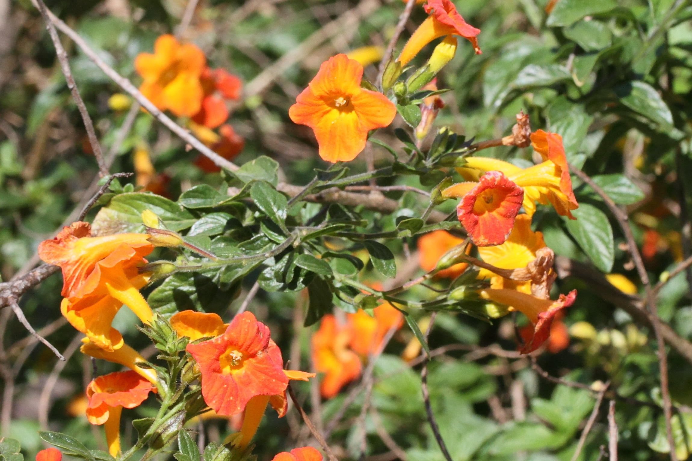 streptosolen_jamesonii4md