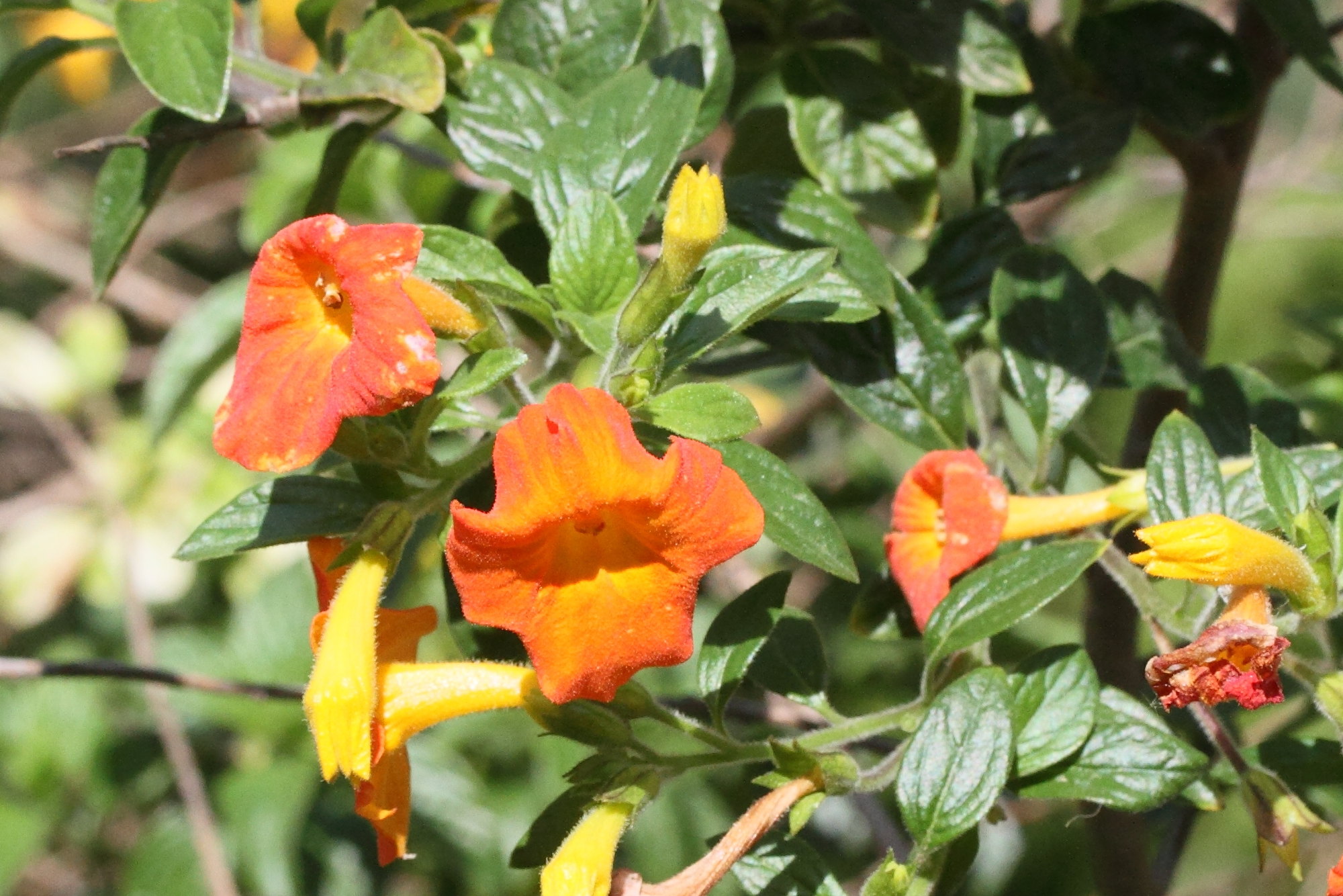 streptosolen_jamesonii5md